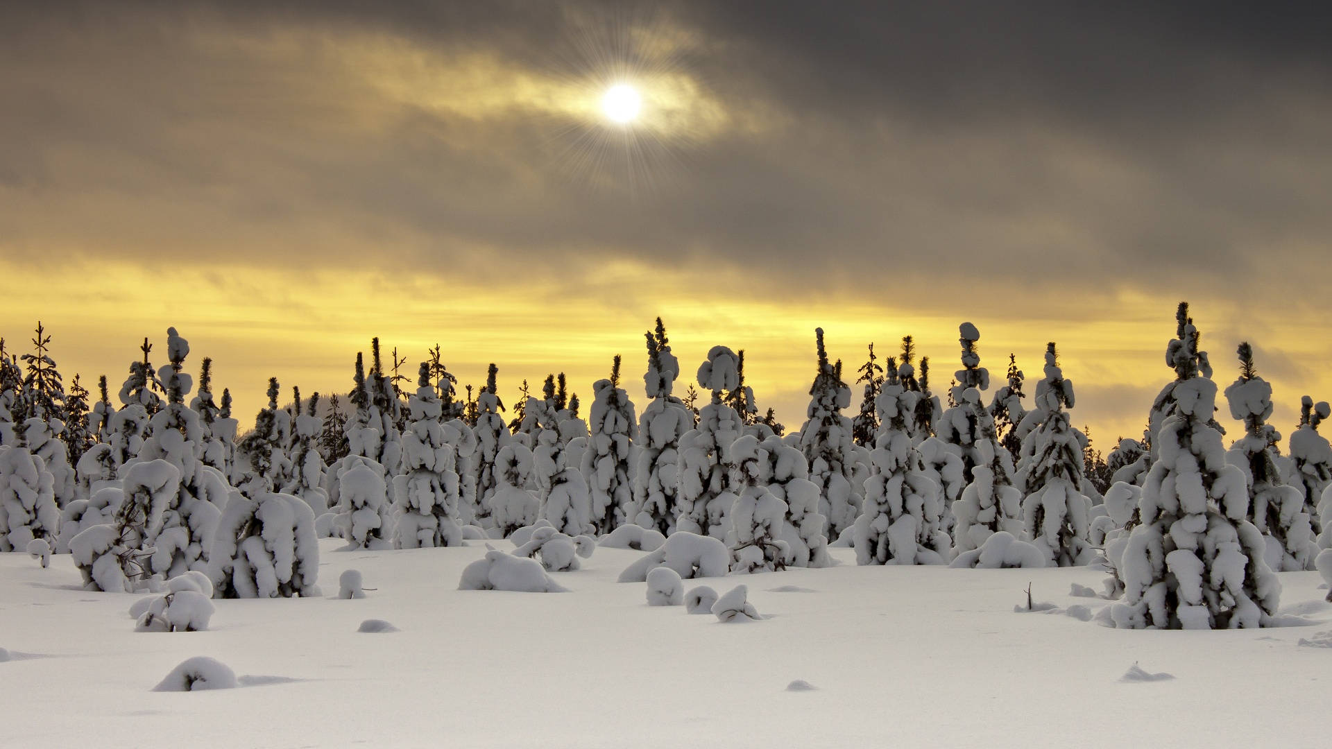 Bosque Congelado Estética Invernal Fondos de pantalla
