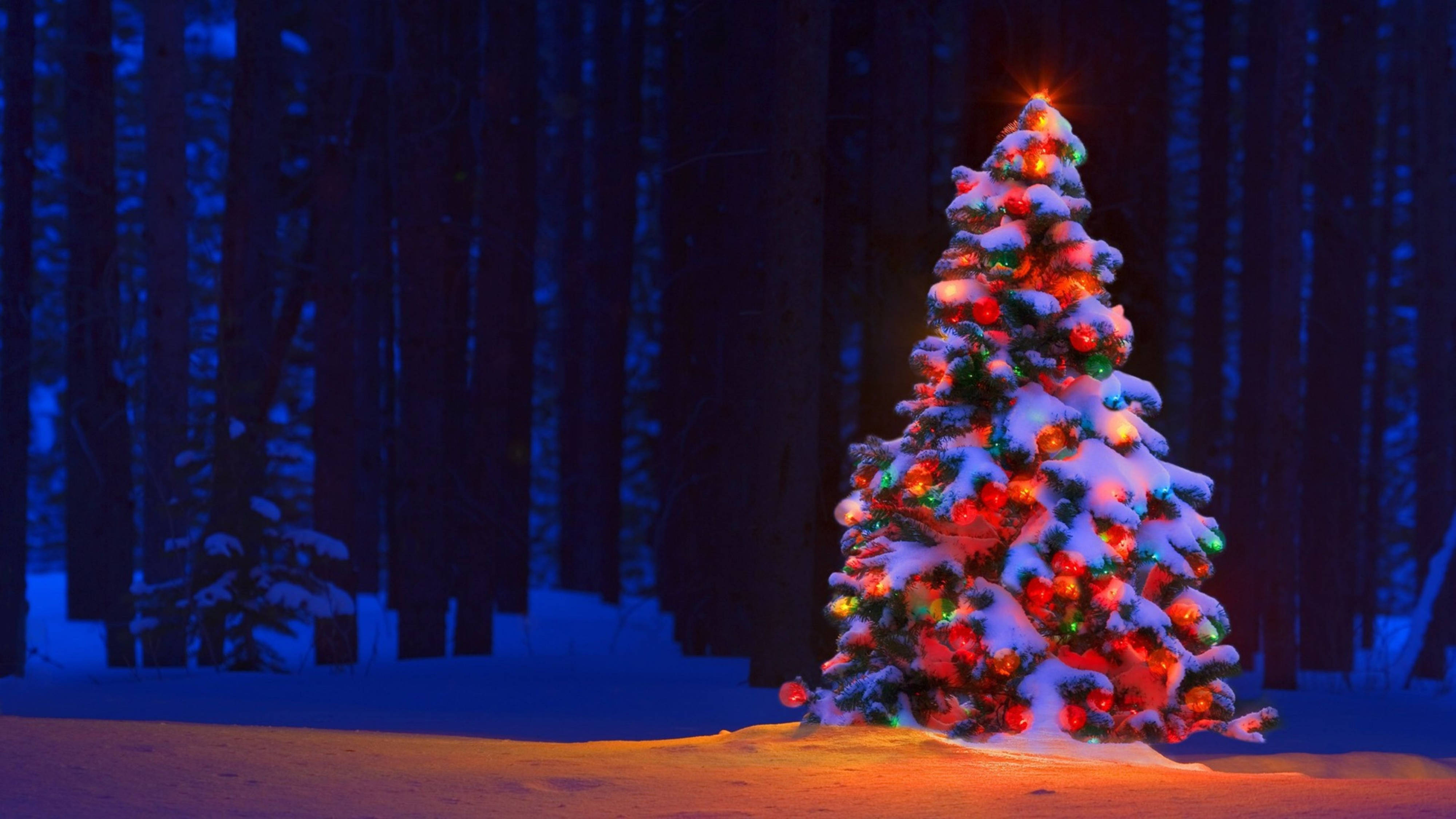 Bosque de Árboles de Navidad en 4K Ultra HD Fondos de pantalla