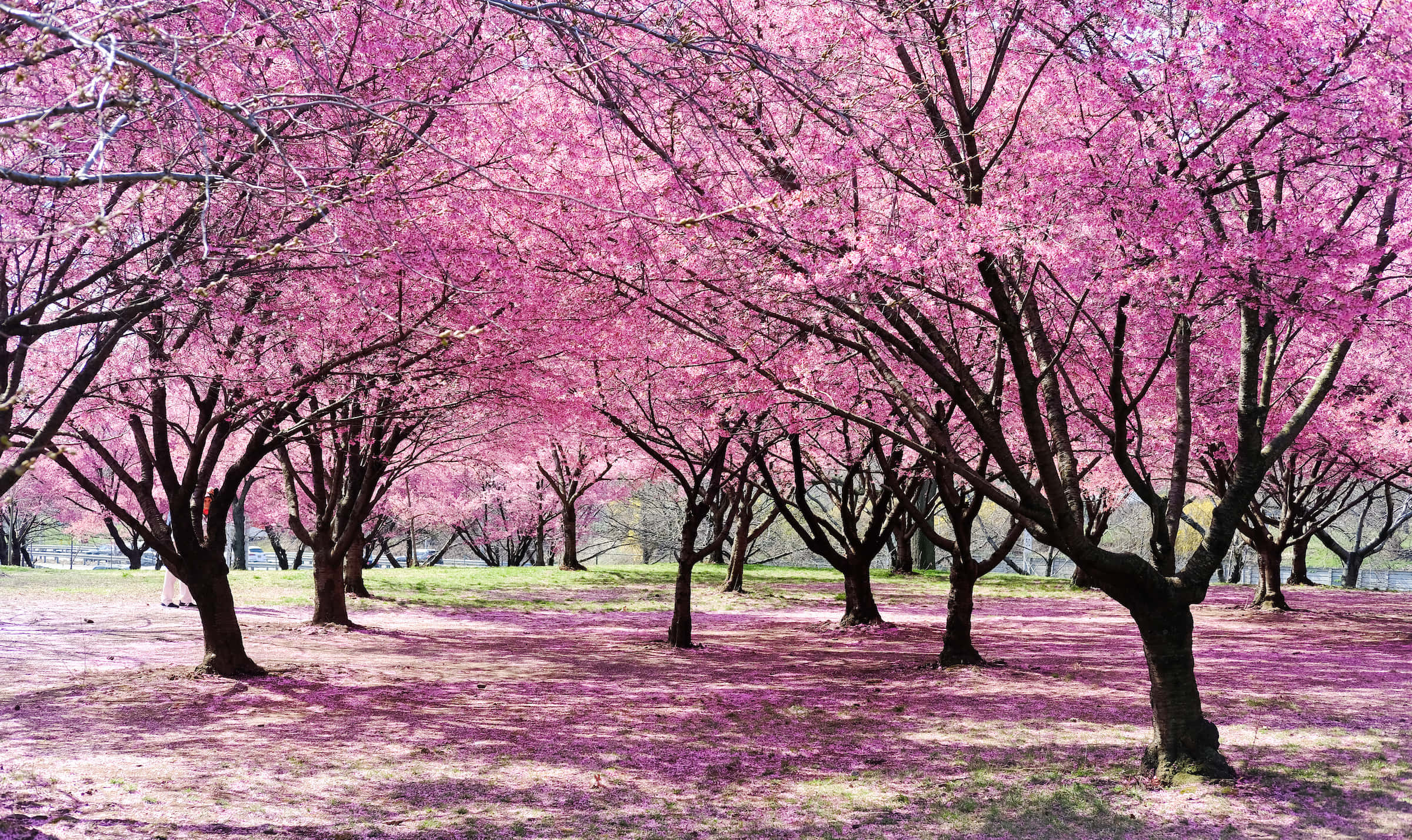 Bosque de árboles de cerezo en flor Fondos de pantalla