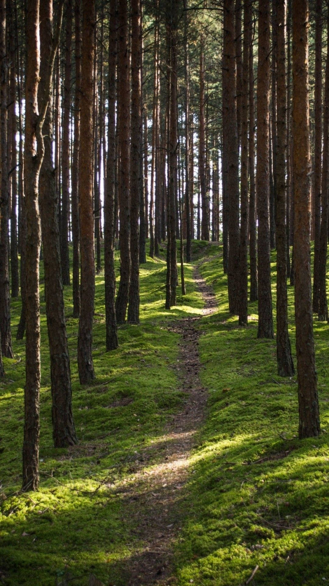 Bosque de pinos madereros masivos para iPhone Fondos de pantalla