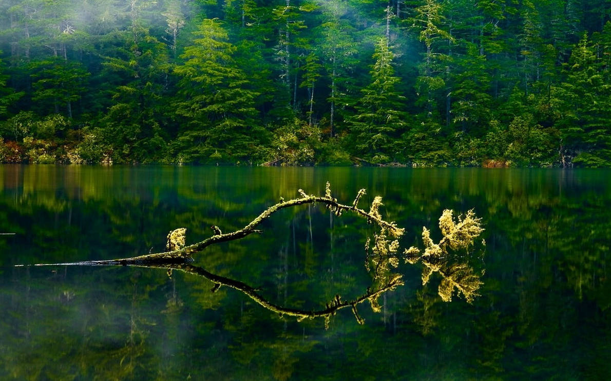 Bosque del Lago Verde de Oregón Fondos de pantalla