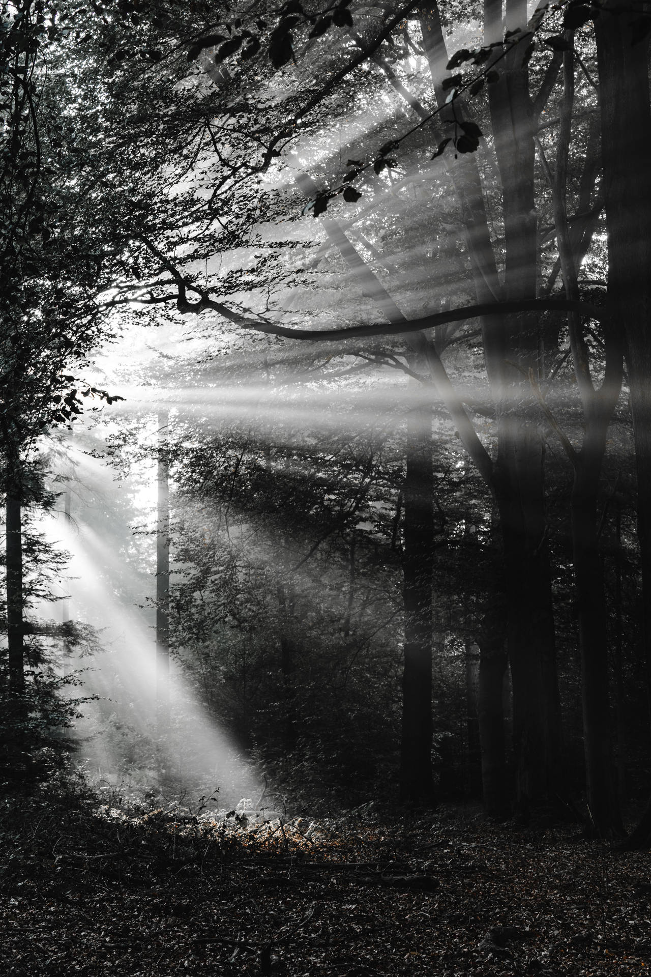 Fondo de pantalla de Bosque en Blanco y Negro