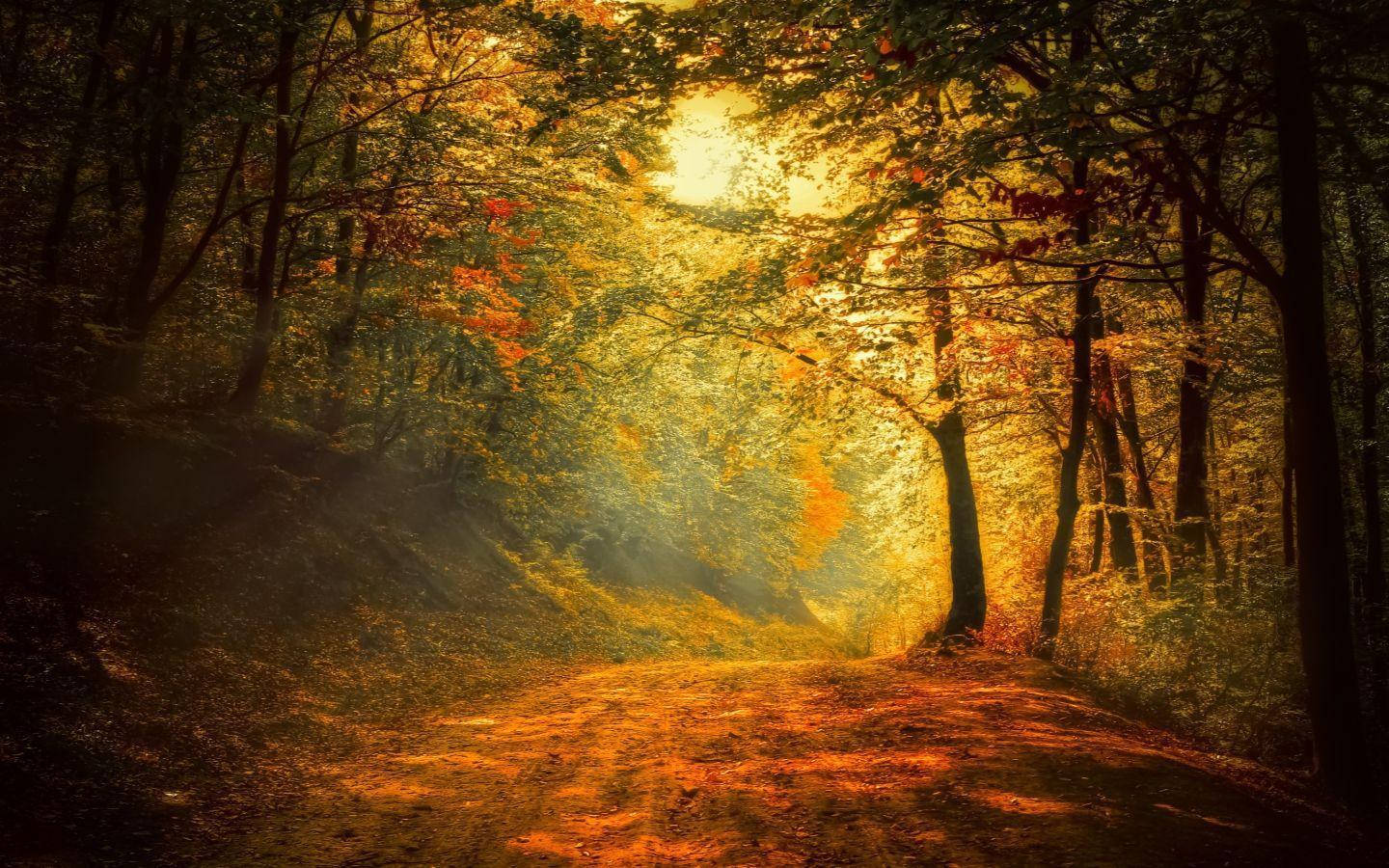 Bosque Encantado y Silencioso Fondos de pantalla