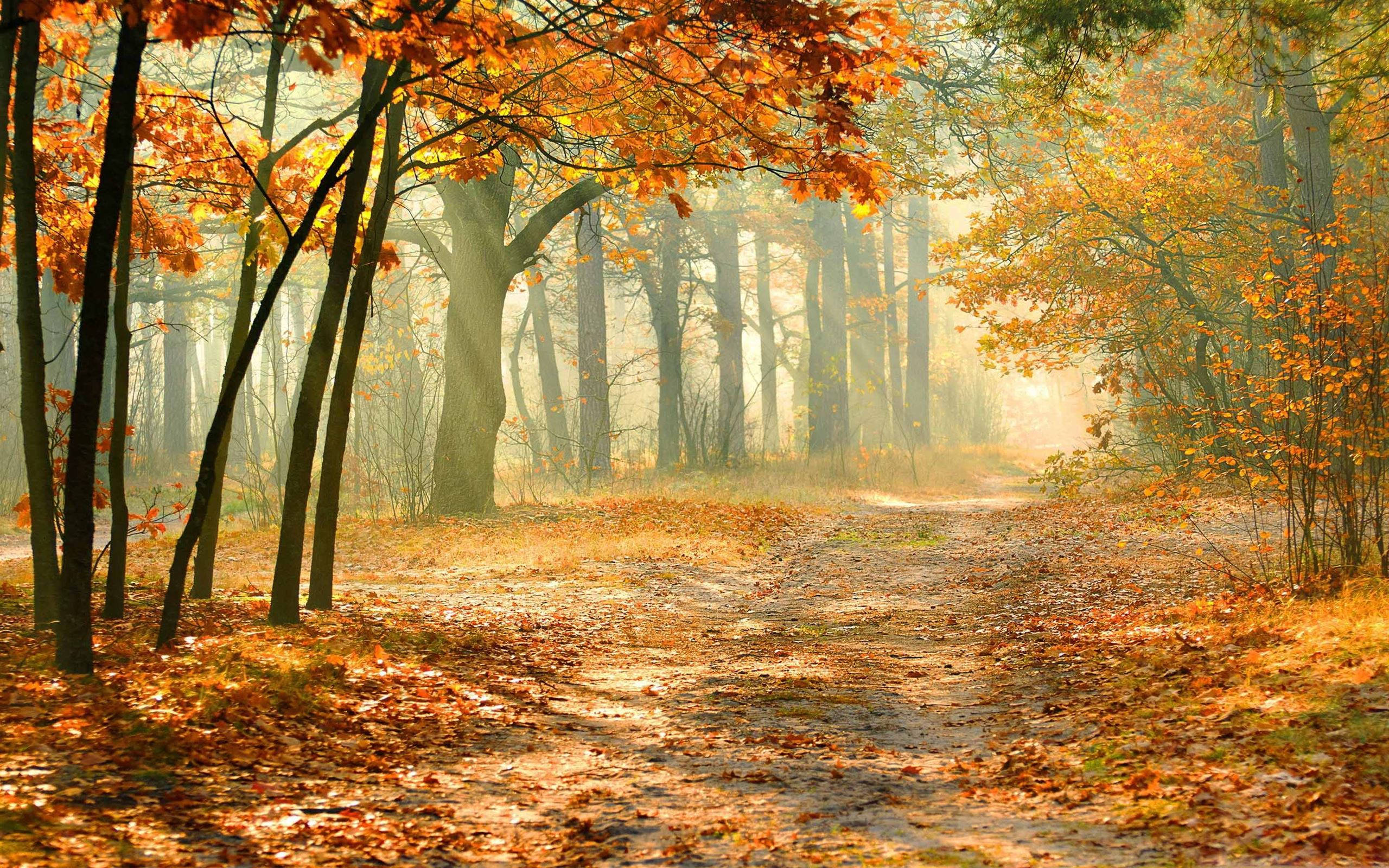 Bosque Encantado en Otoño Fondos de pantalla