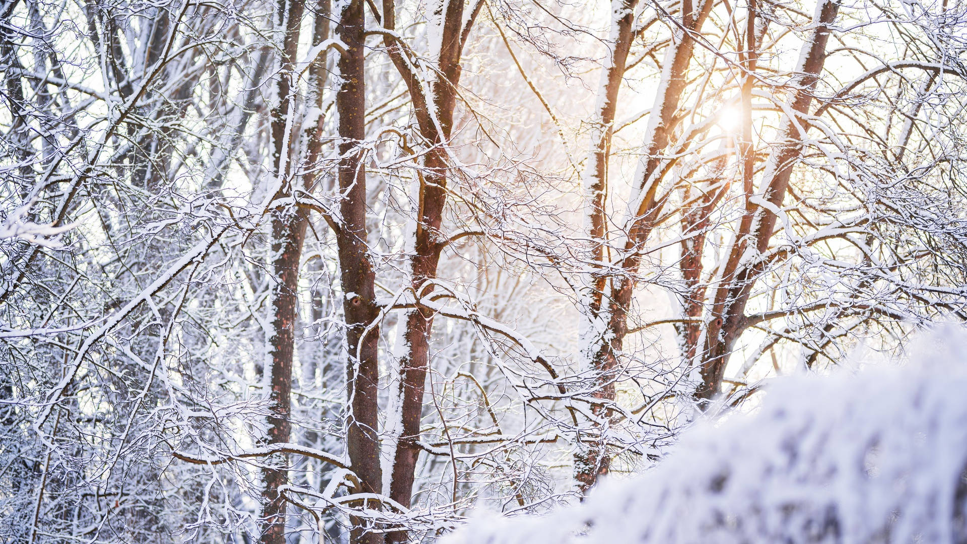 Bosque Estético Invernal Sereno Fondos de pantalla