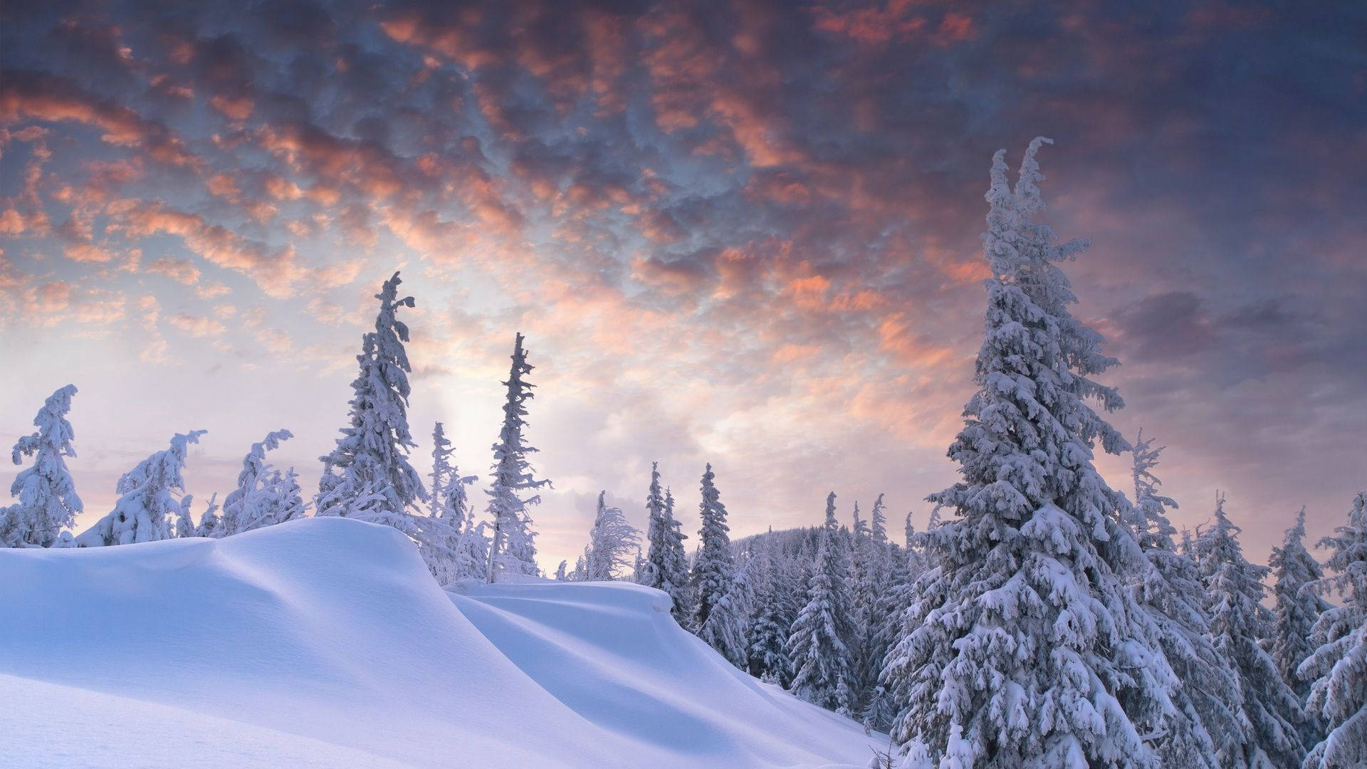 Bosque estético nevado Fondos de pantalla