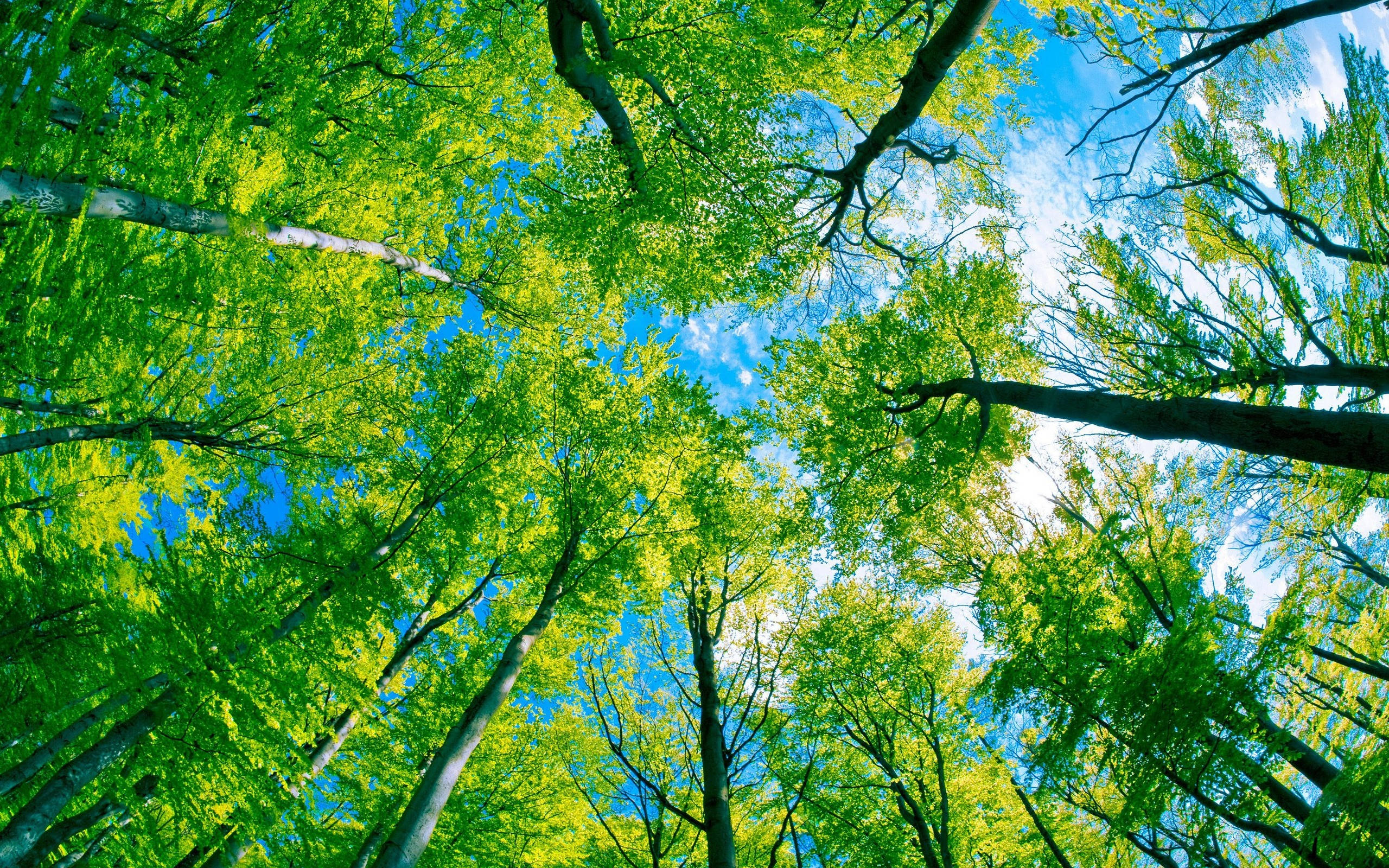 Bosque Frondoso con Cielo Verde Fondos de pantalla