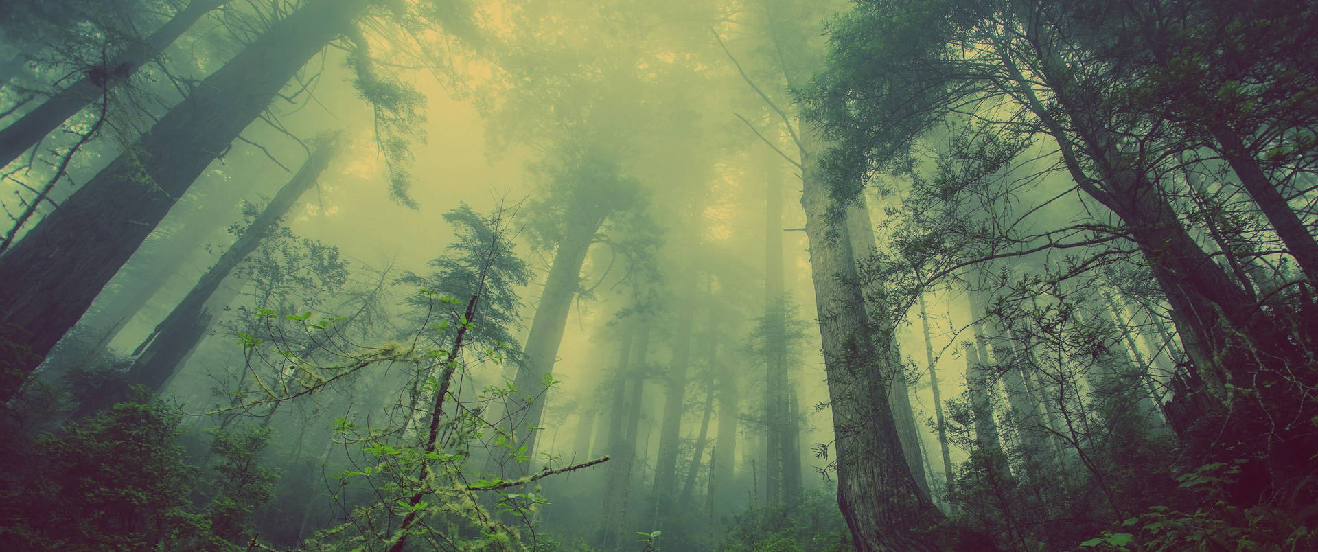 Bosque Interactivo con Niebla Fondos de pantalla