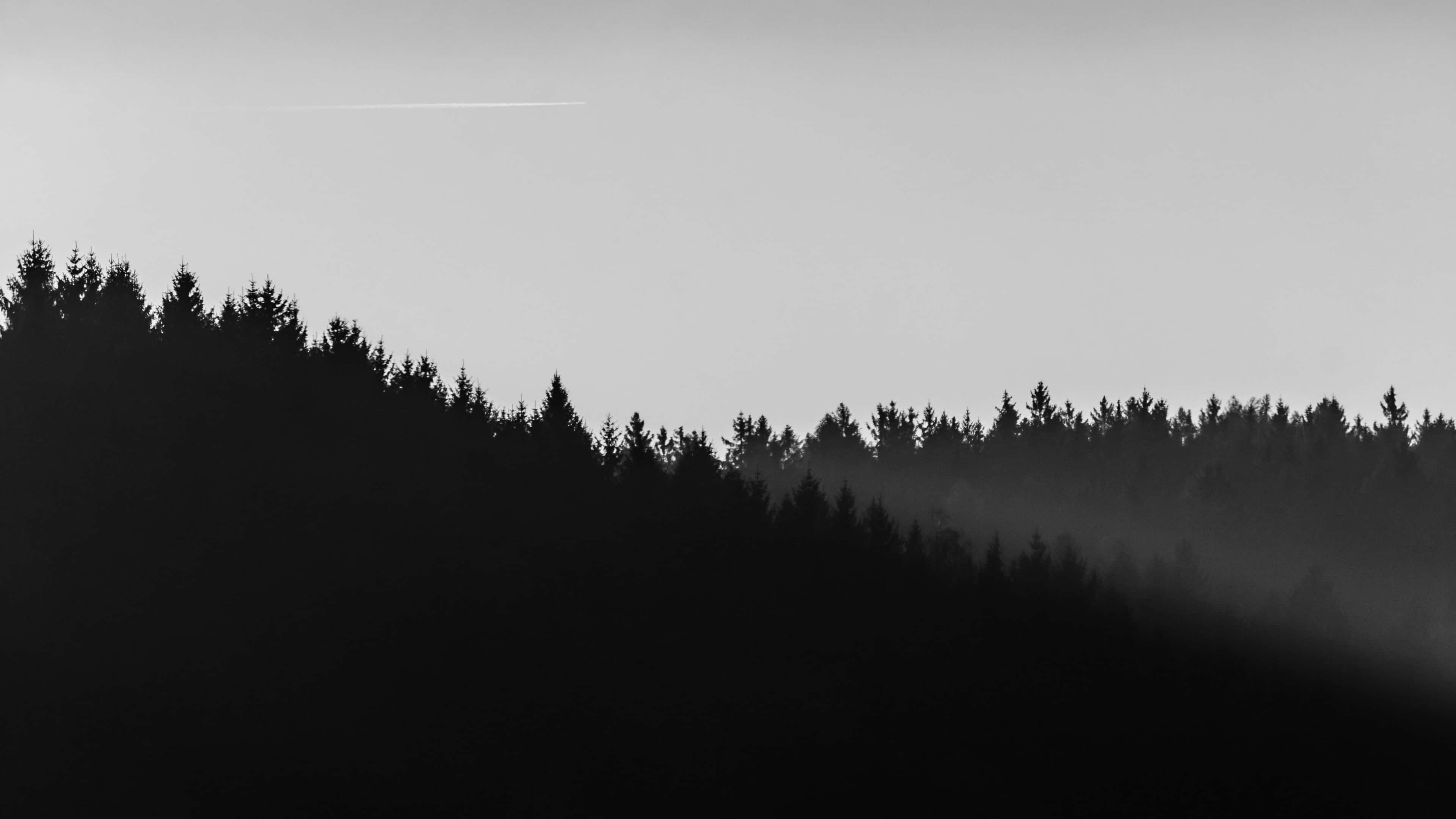 Bosque minimalista en blanco y negro 4K Fondos de pantalla