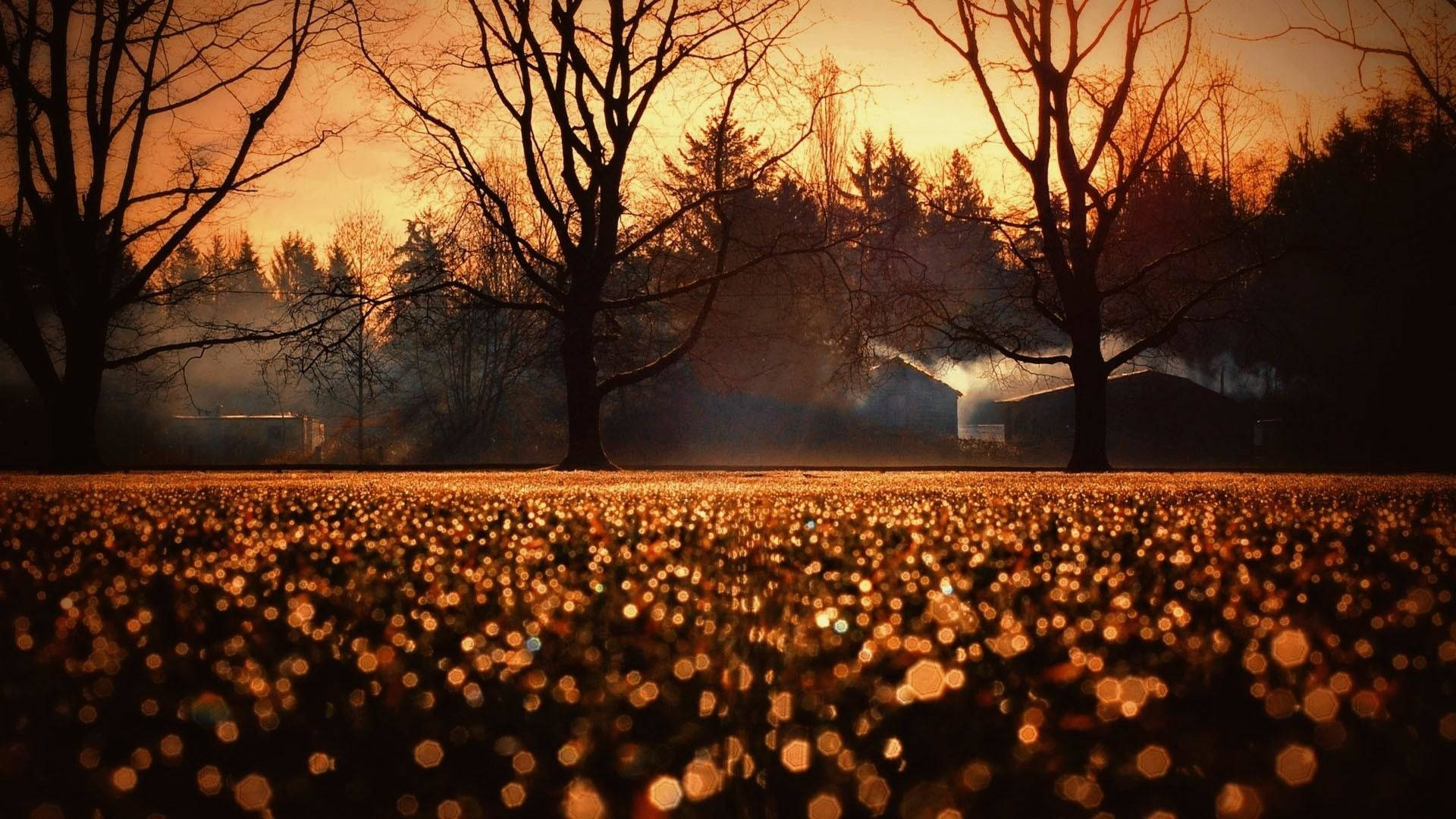 Bosque Naranja Otoñal Lindo Fondos de pantalla