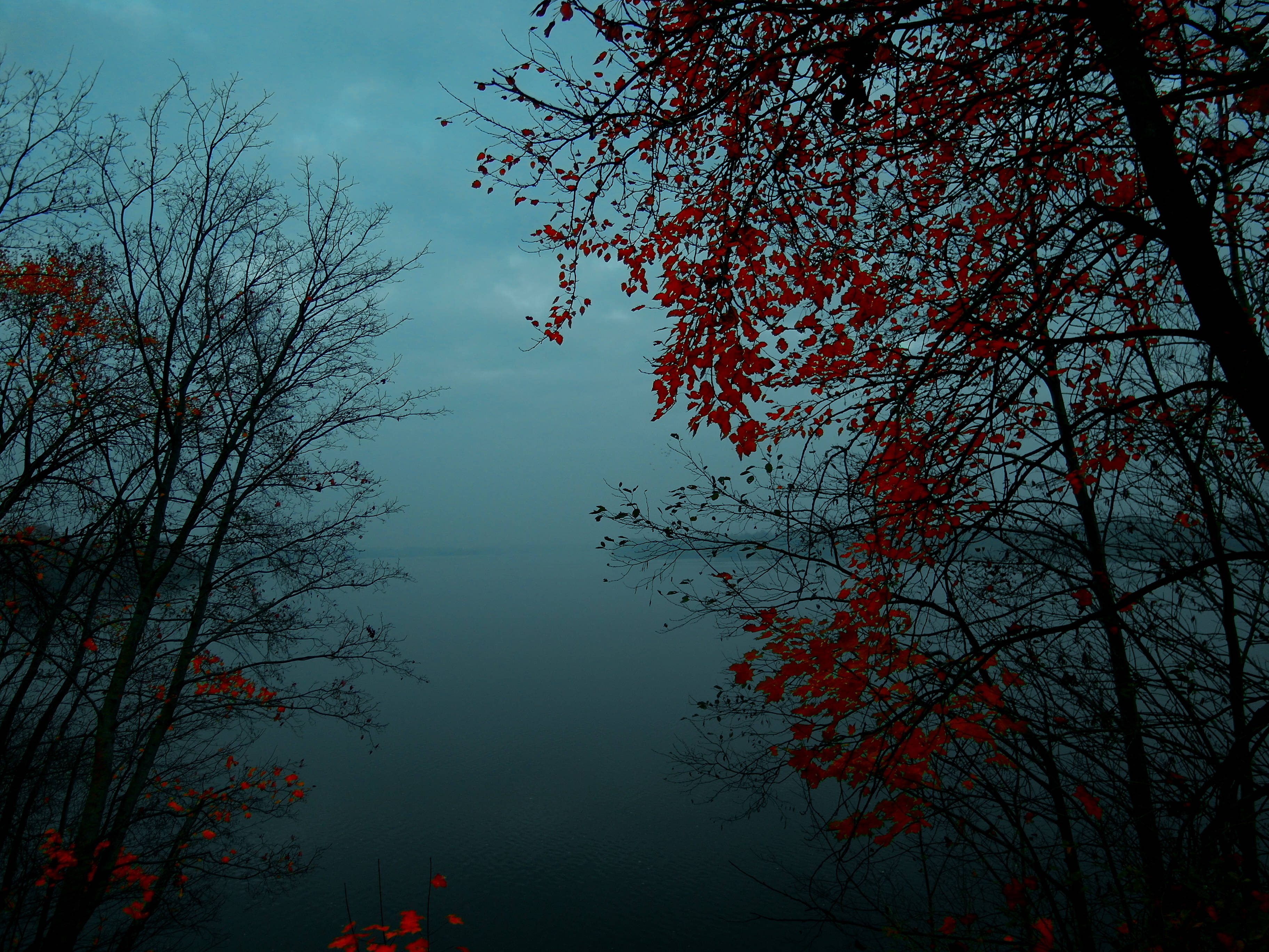 Bosque Neblinoso con Hojas Rojas Fondos de pantalla