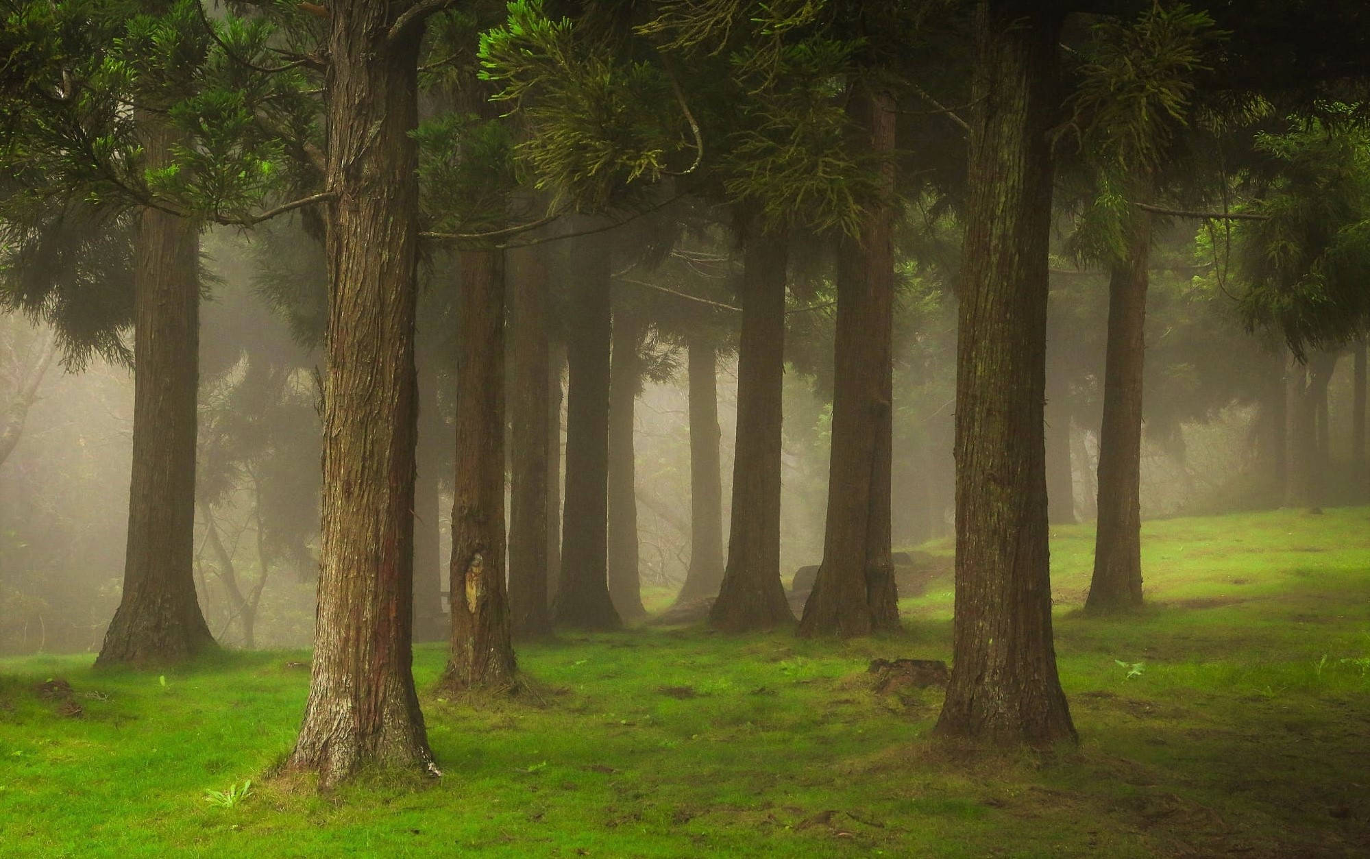 Bosque Neblinoso con Suelo Cubierto de Hierba Fondos de pantalla