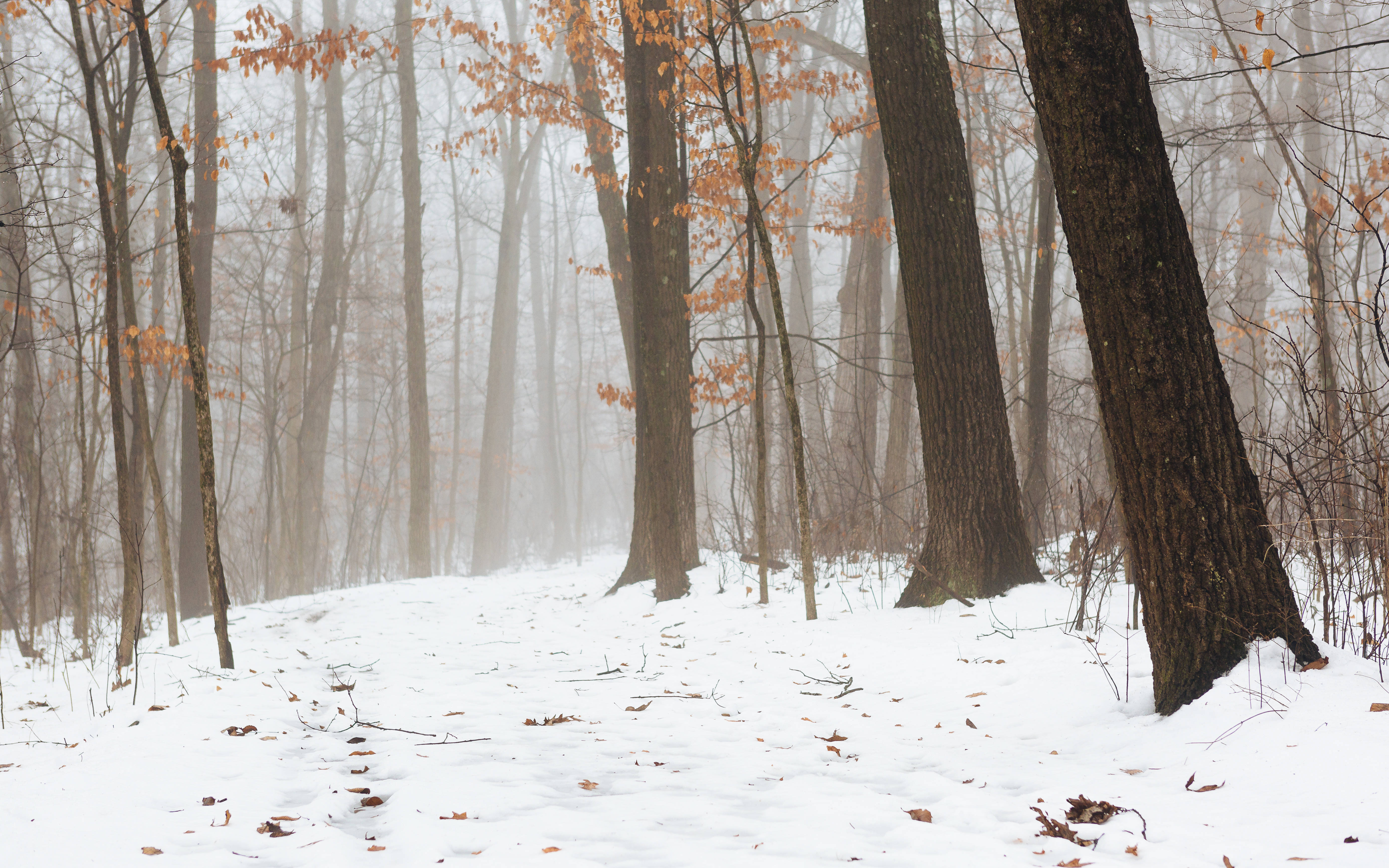 Bosque Neblinoso con Suelo Cubierto de Nieve Fondos de pantalla