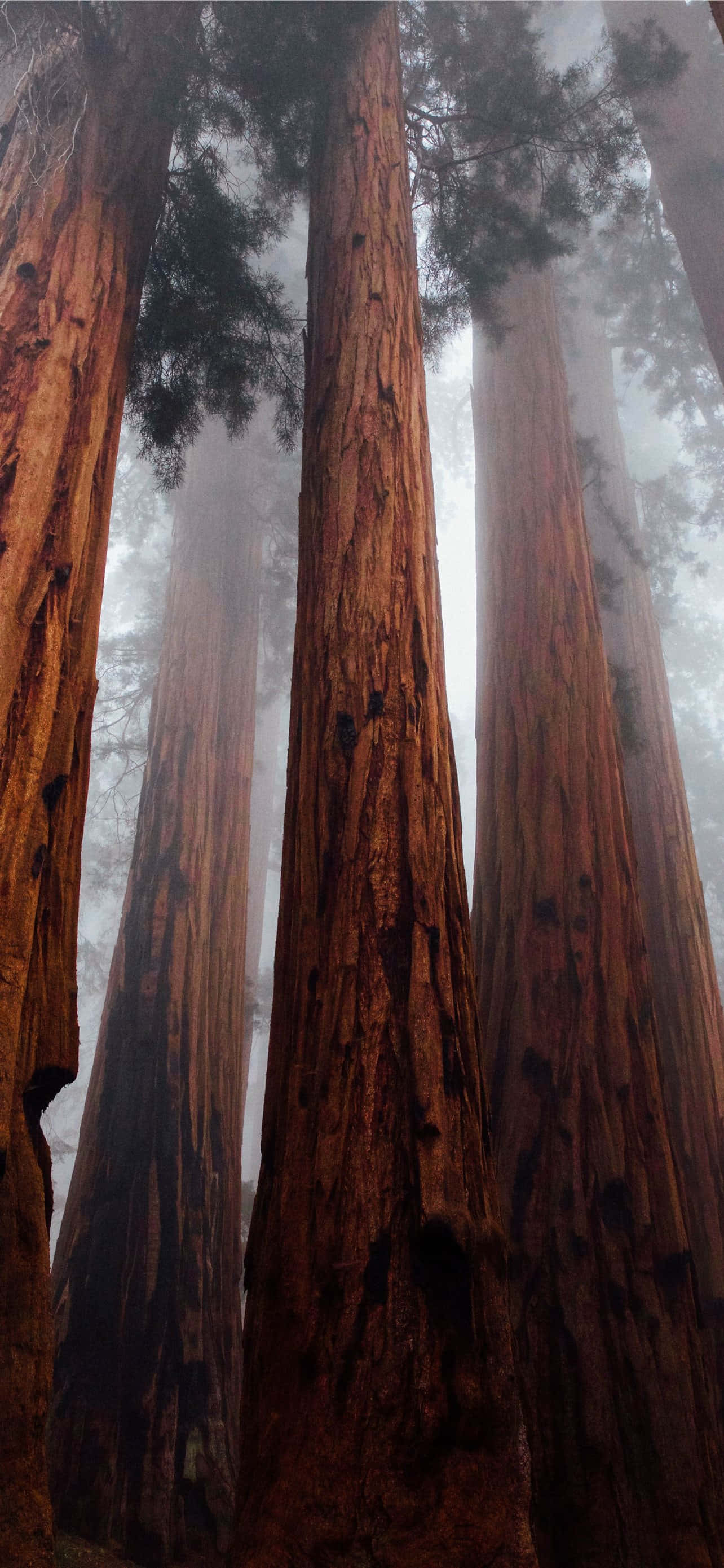 Bosque Neblinoso del Parque Nacional Redwood Fondos de pantalla