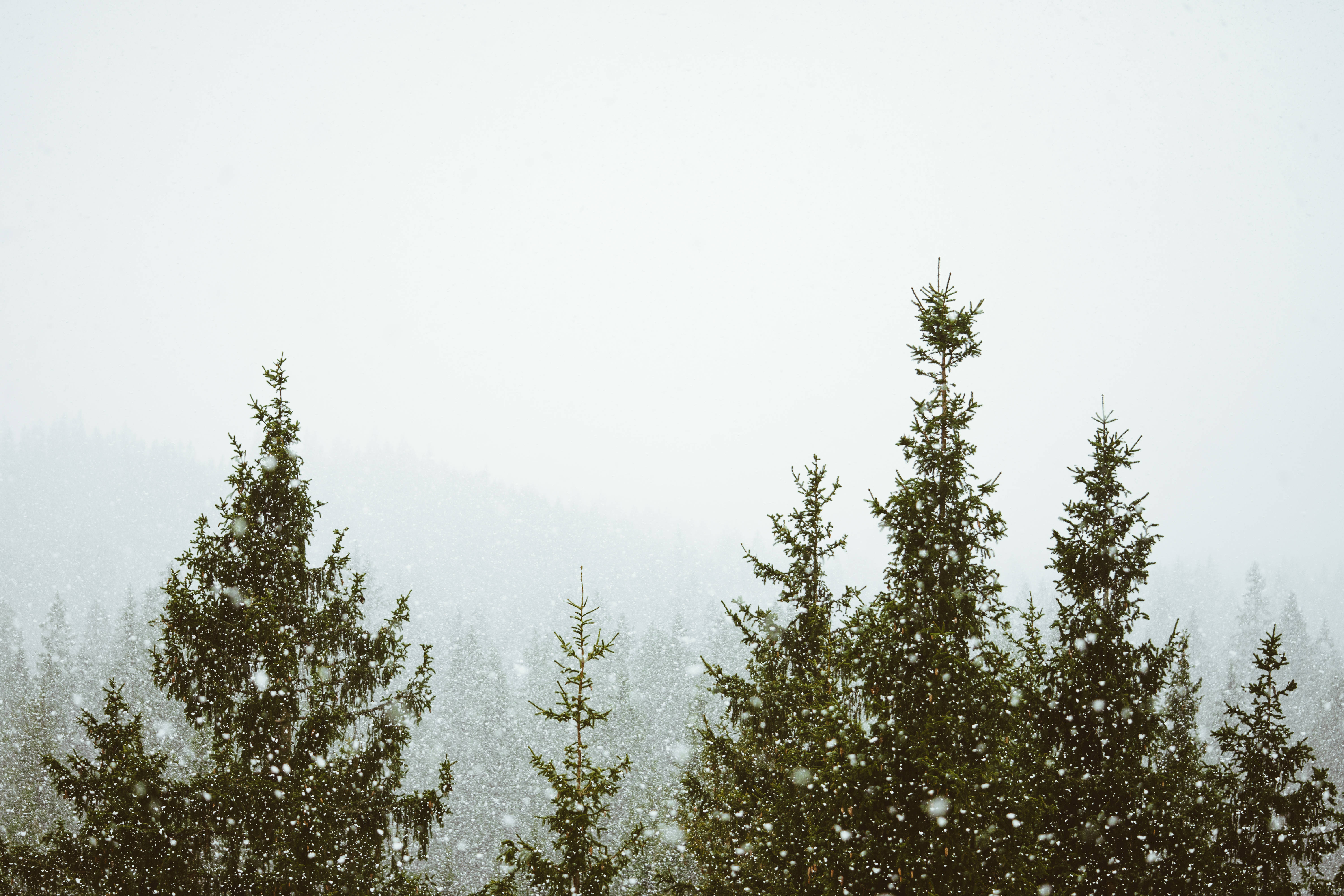 Bosque Neblinoso con Nevadas Fondos de pantalla
