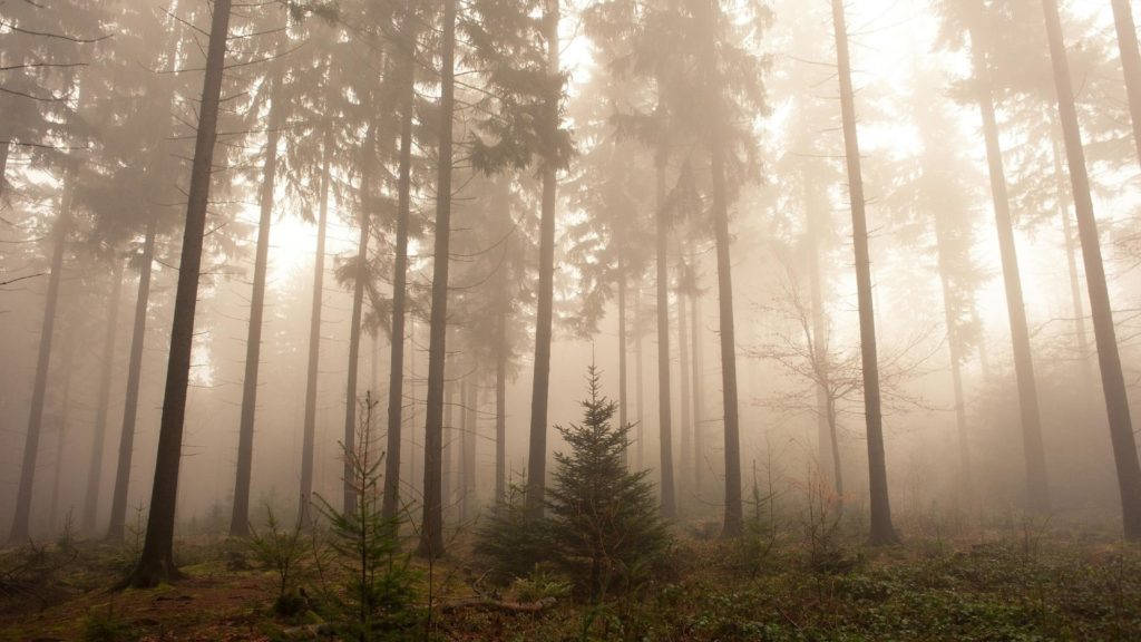 Bosque Neblinoso Misterioso al Amanecer Fondos de pantalla