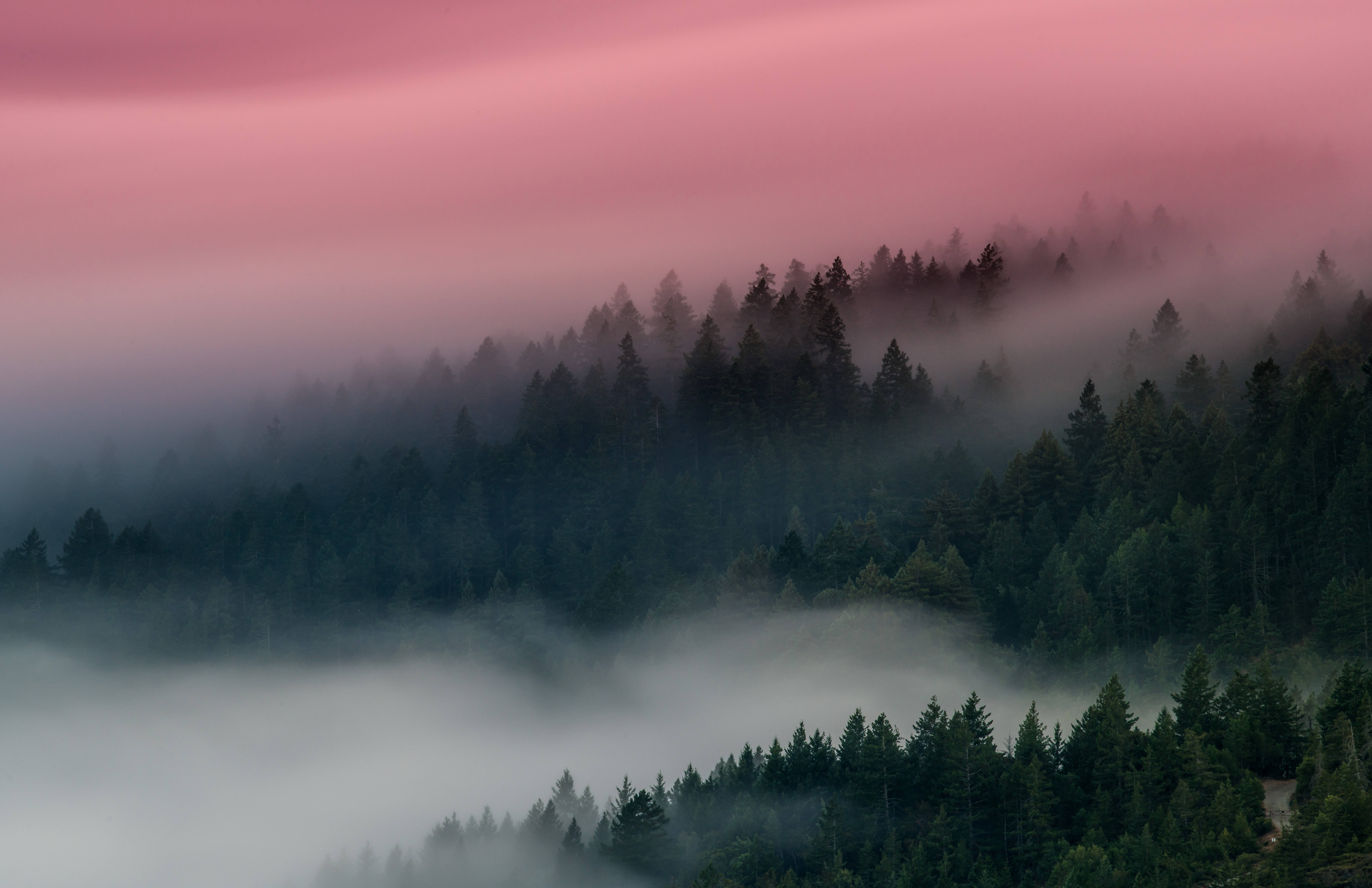 Bosque Neblinoso con Cielo Rosa Fondos de pantalla