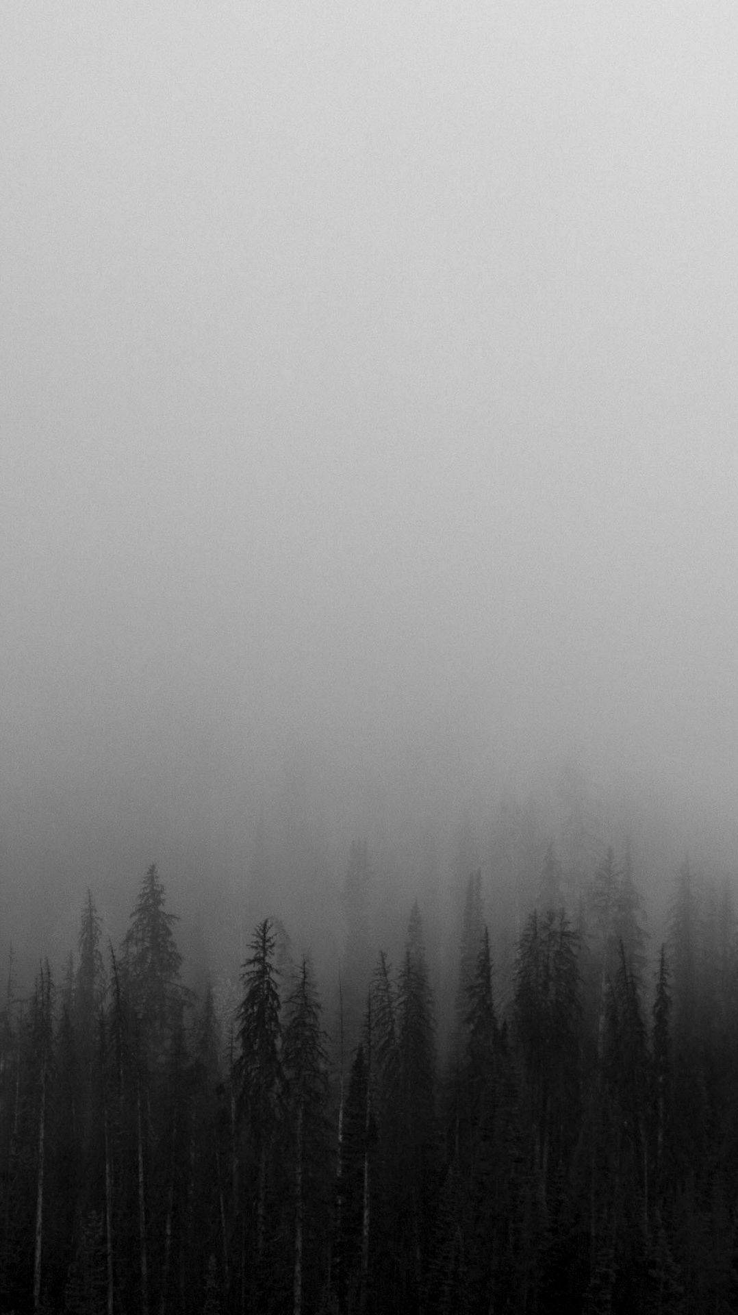 Bosque Neblinoso en Blanco y Negro para iPhone Fondos de pantalla