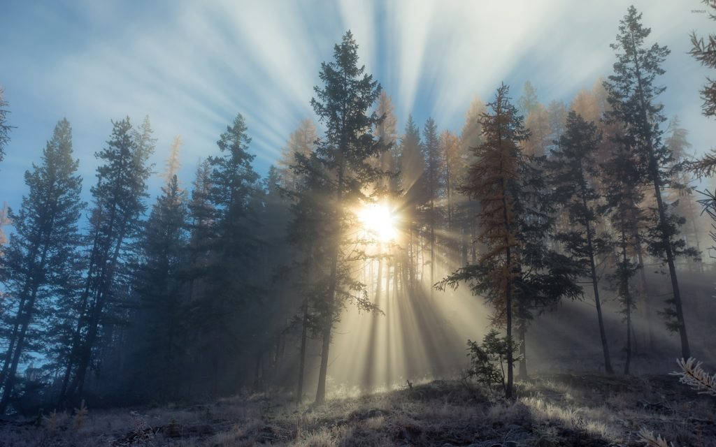 Bosque Neblinoso y Rayos de Sol Fondos de pantalla