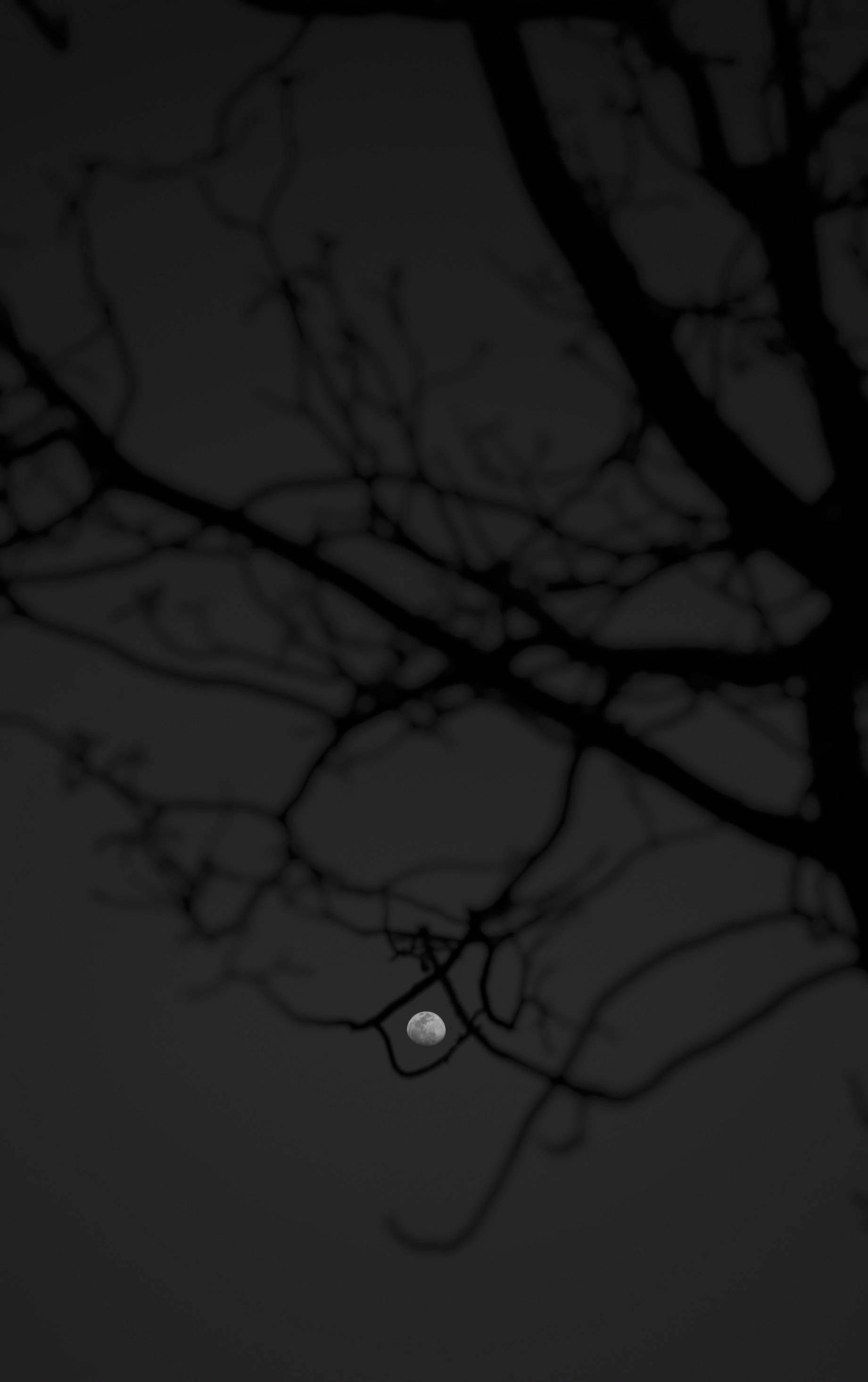 Bosque Negro Y La Luna Fondos de pantalla