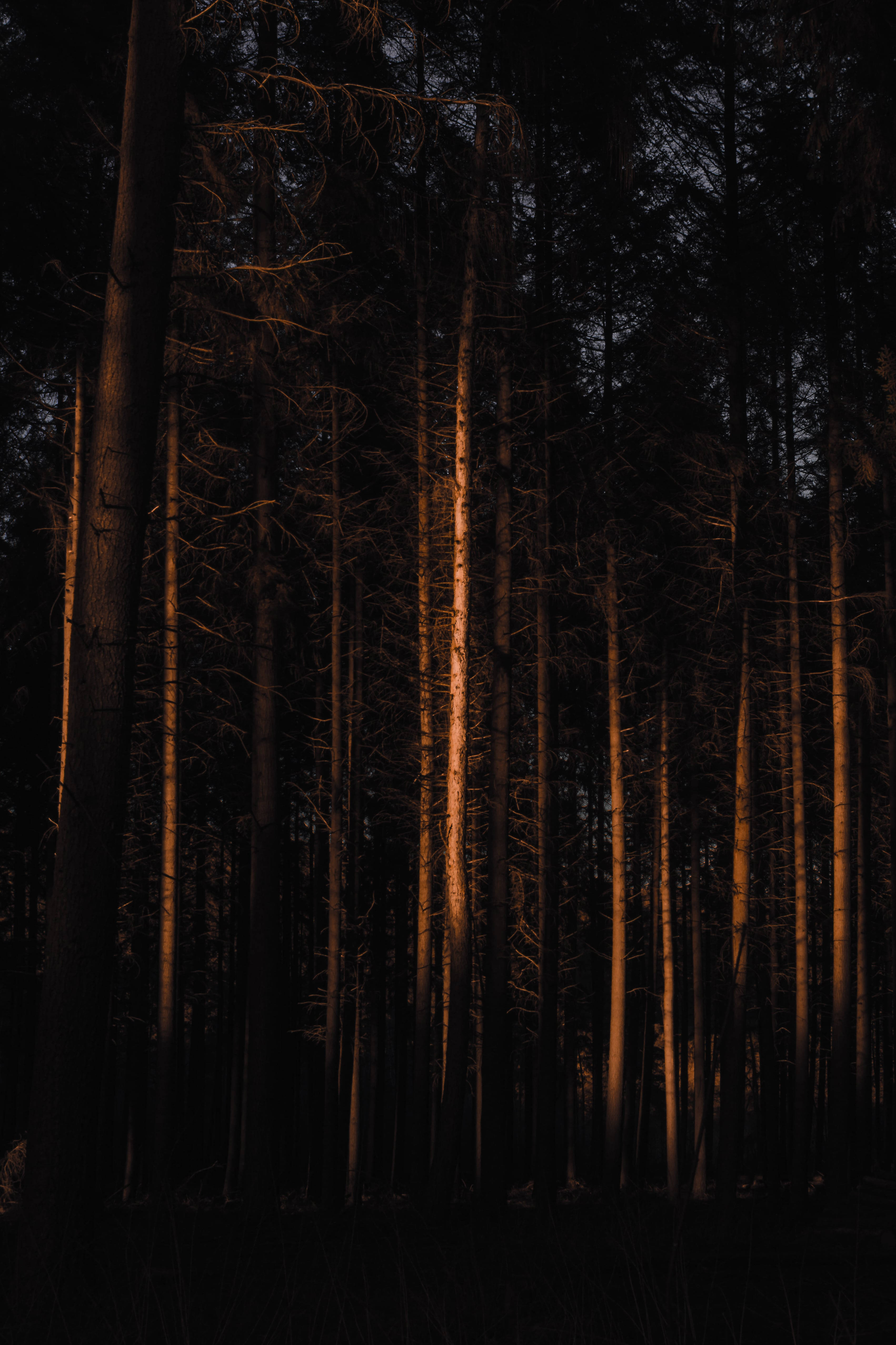 Bosque Oscuro Fondos de pantalla