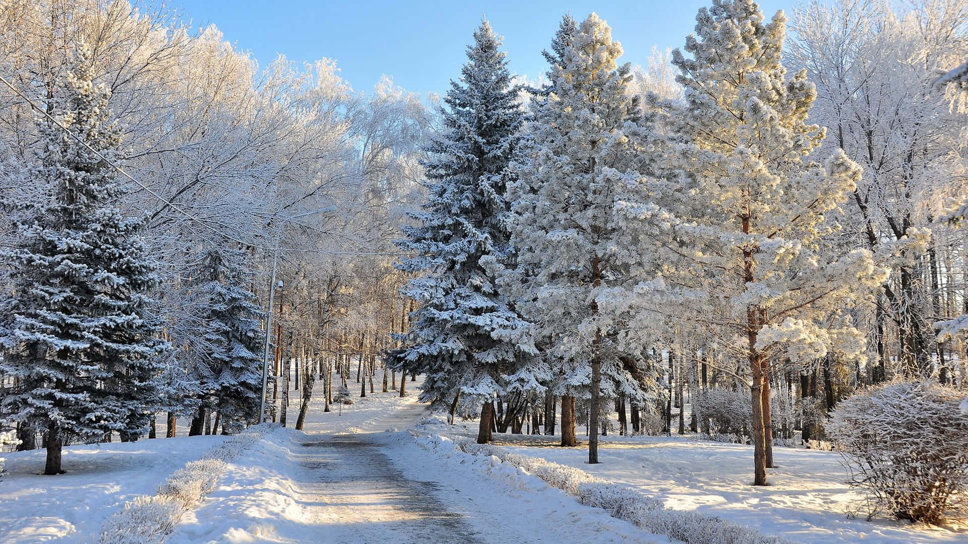 Bosque Oscuro en Fondo de Paraíso Invernal Fondos de pantalla