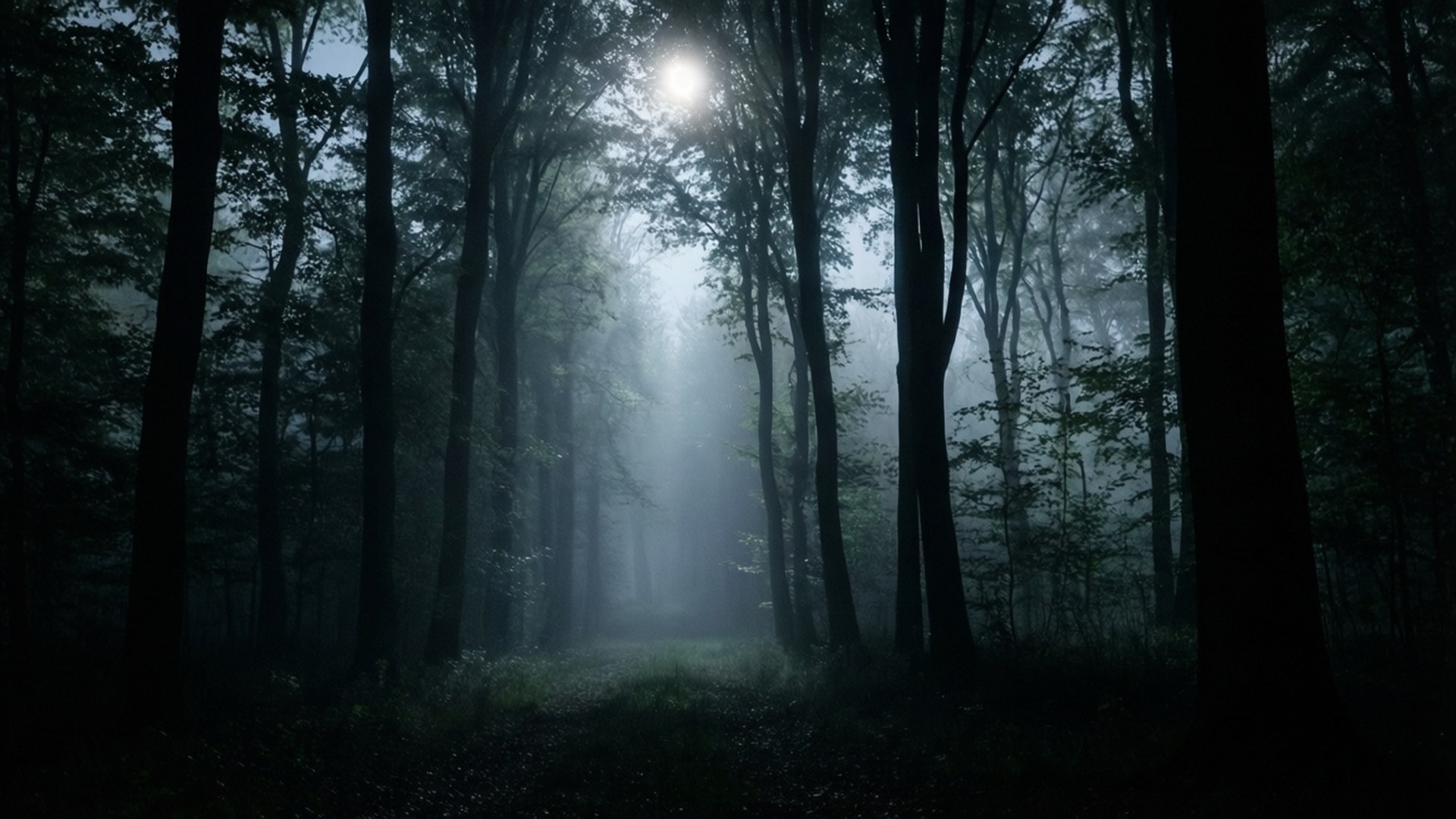Bosque Oscuro y Neblinoso Fondos de pantalla