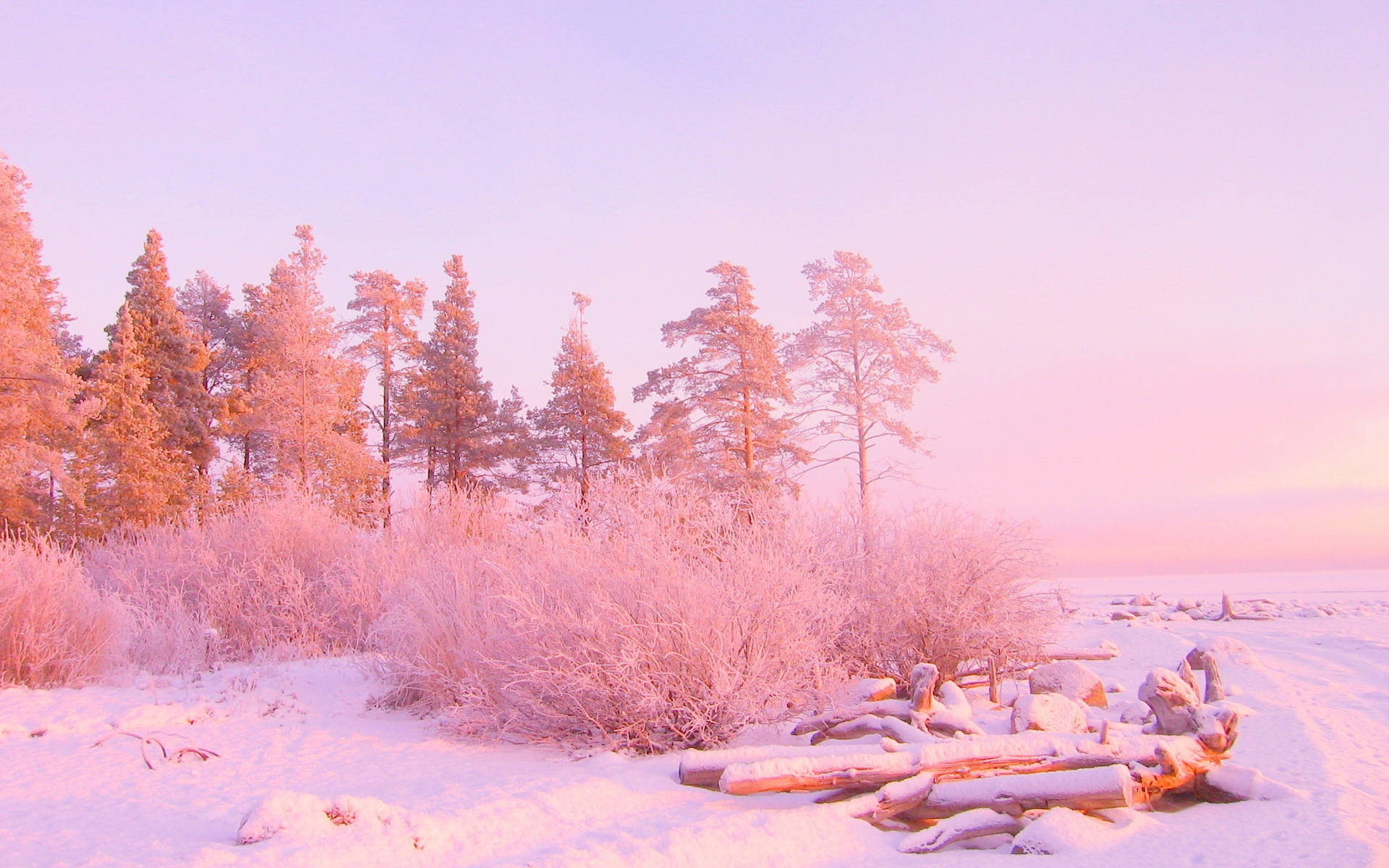 Bosque Rosa de Nieve Estética Fondos de pantalla