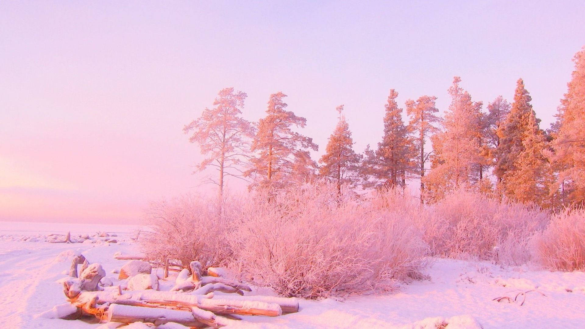 Bosque Rosa Estético Fondos de pantalla