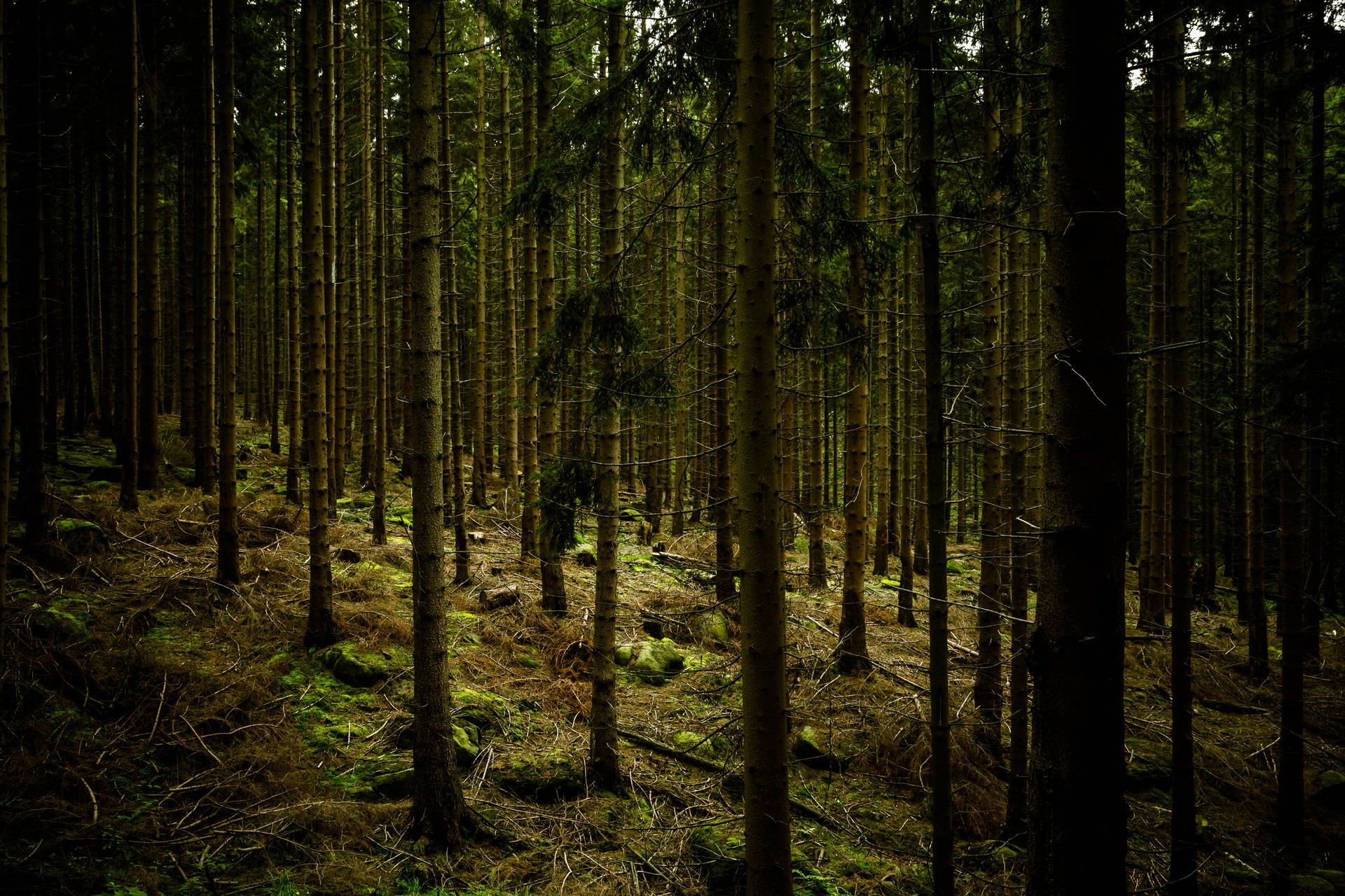 Bosque Verde Oscuro Fondos de pantalla