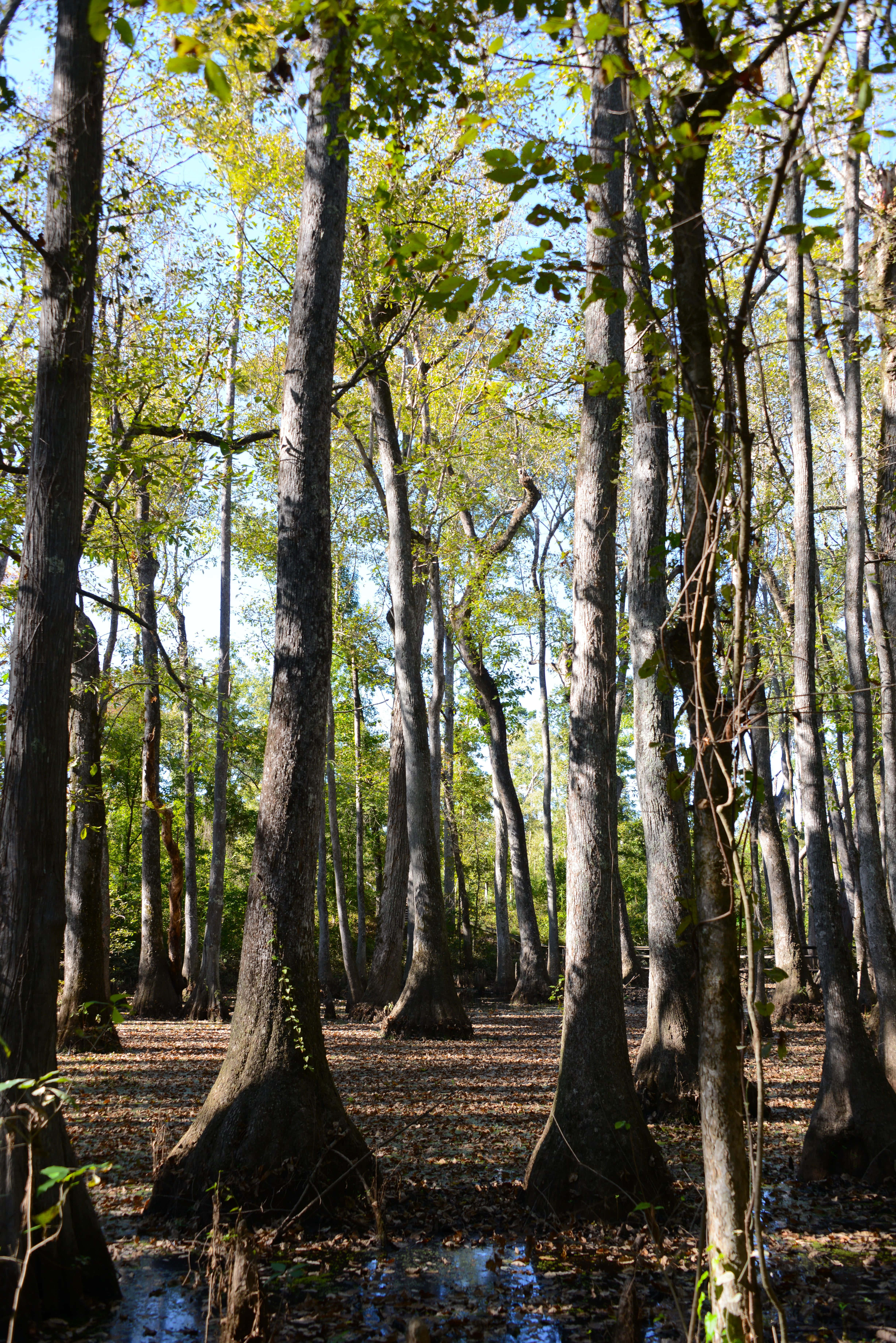 Bosques de Mississippi Fondos de pantalla