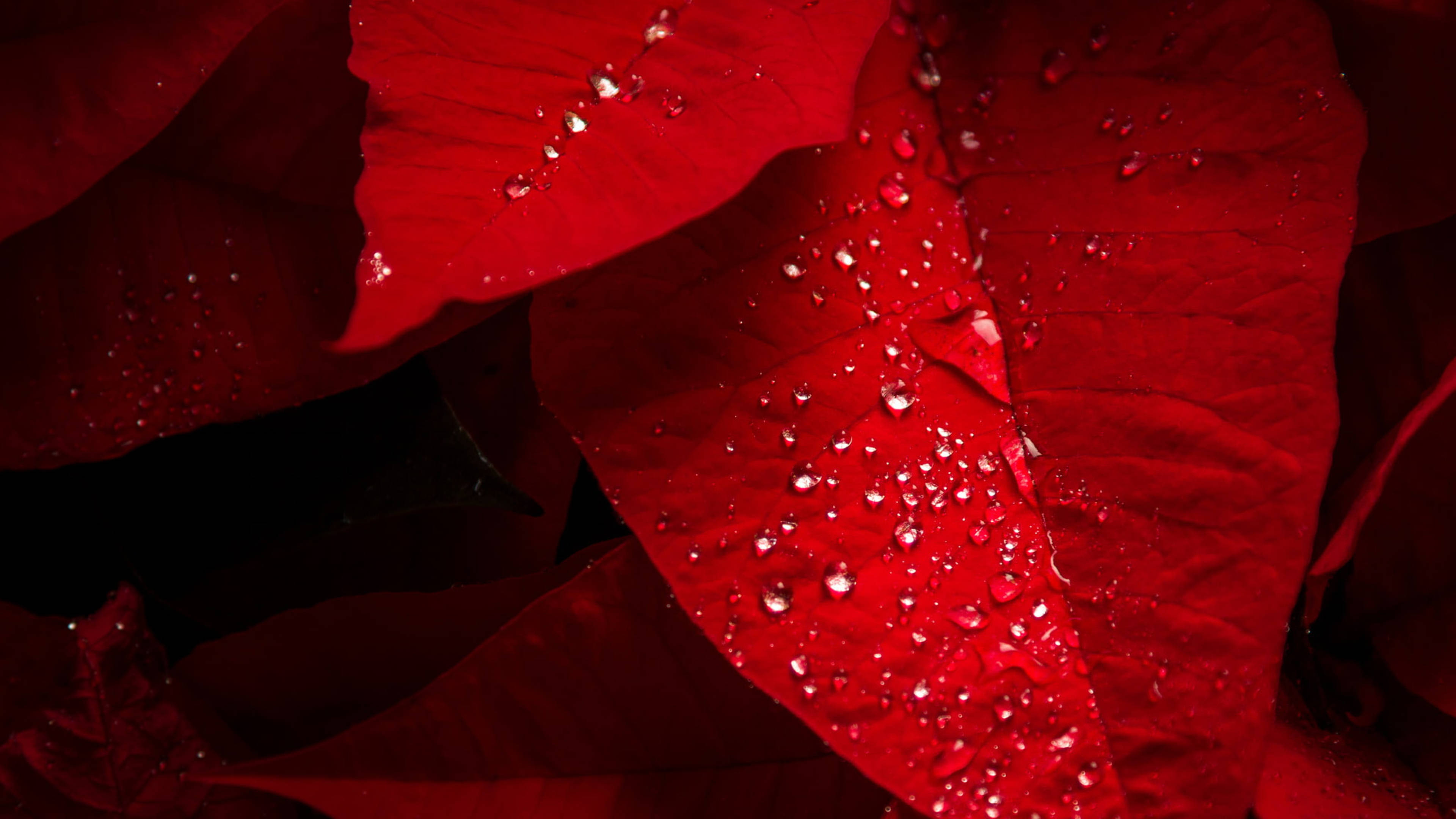 Brácteas de Nochebuena con Rocío Fondos de pantalla