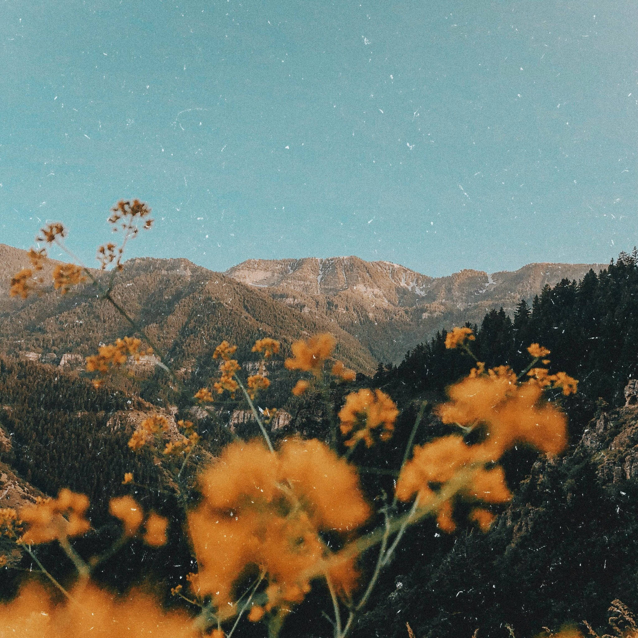Brillante y Hermoso: Un iPad Estético entre Flores Amarillas Fondos de pantalla