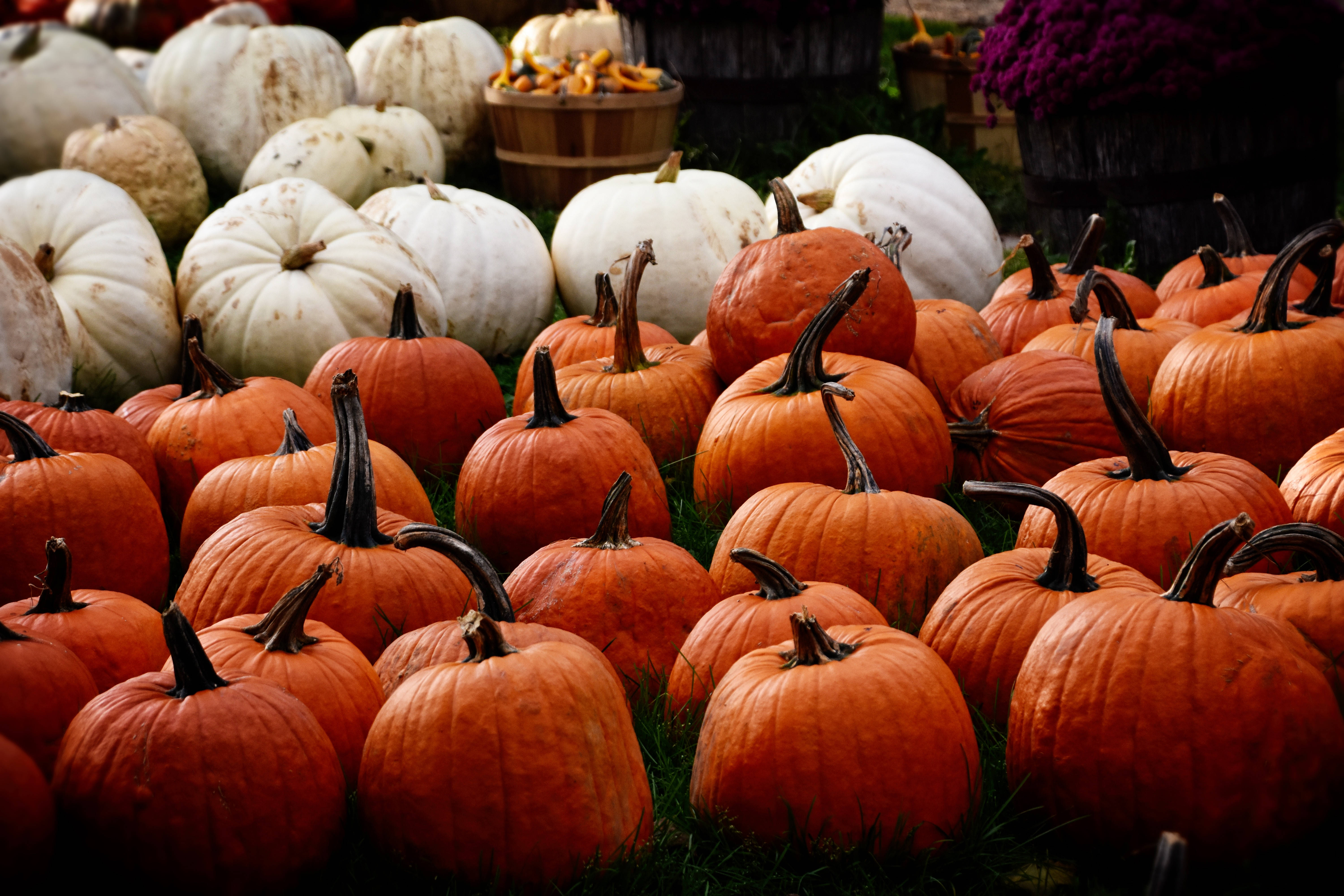 Brillo de la temporada - calabazas anaranjadas y blancas con patrón Fondos de pantalla