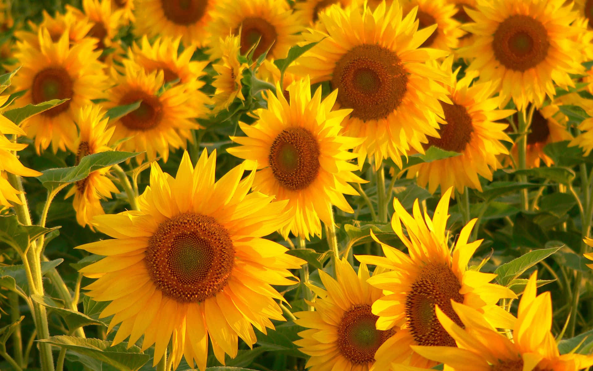 Brillo Solar - Fondo de Pantalla Amarillo Estético Fondos de pantalla