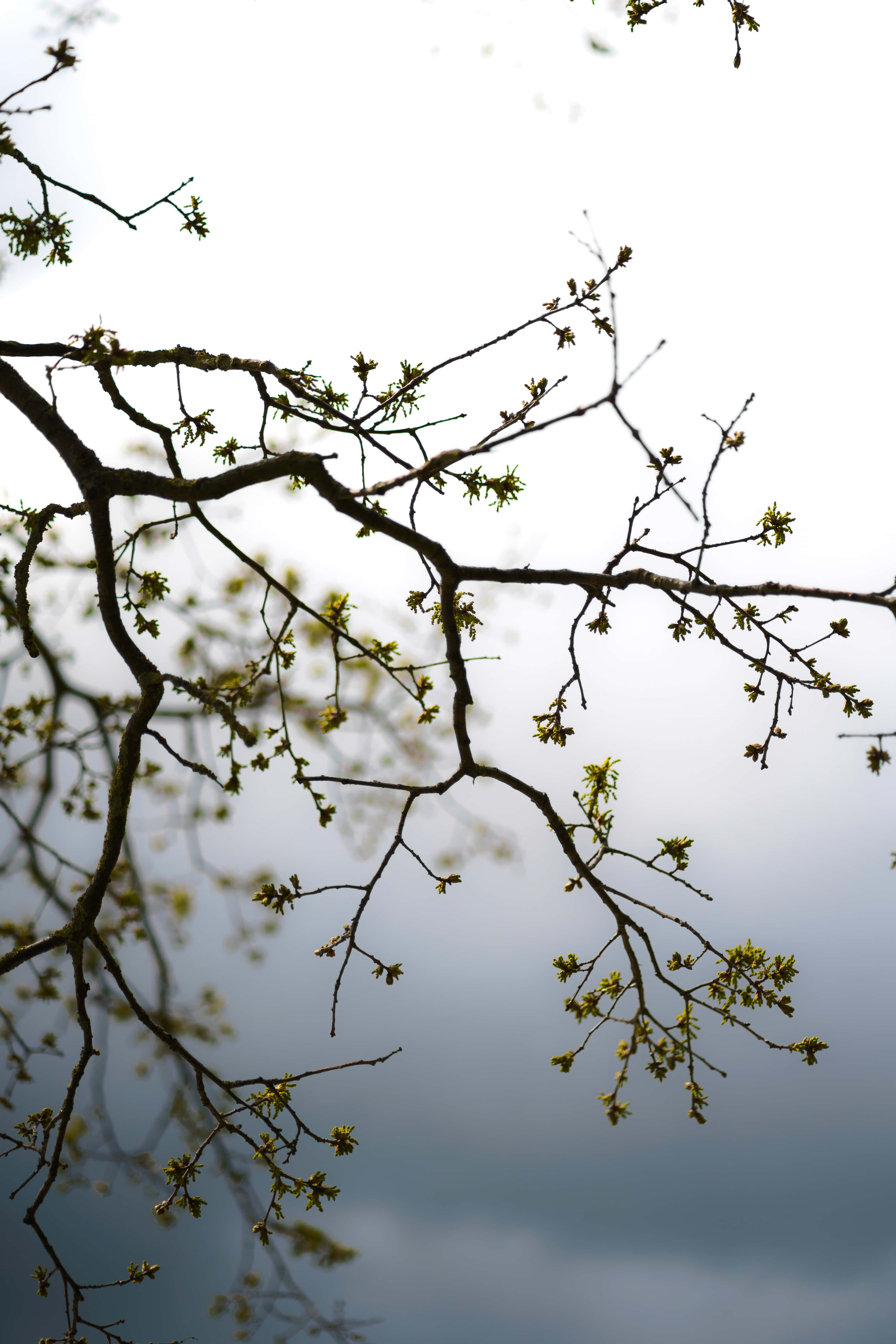 Brotes de flores en ramas de árbol Fondos de pantalla