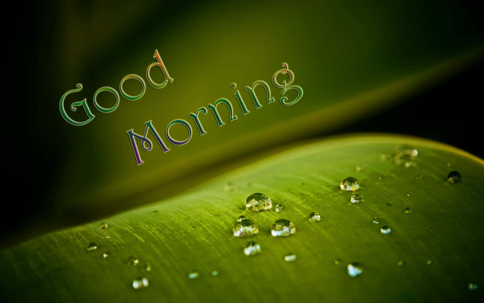 Buenos Días Gota de Rocío en Hoja Fondos de pantalla