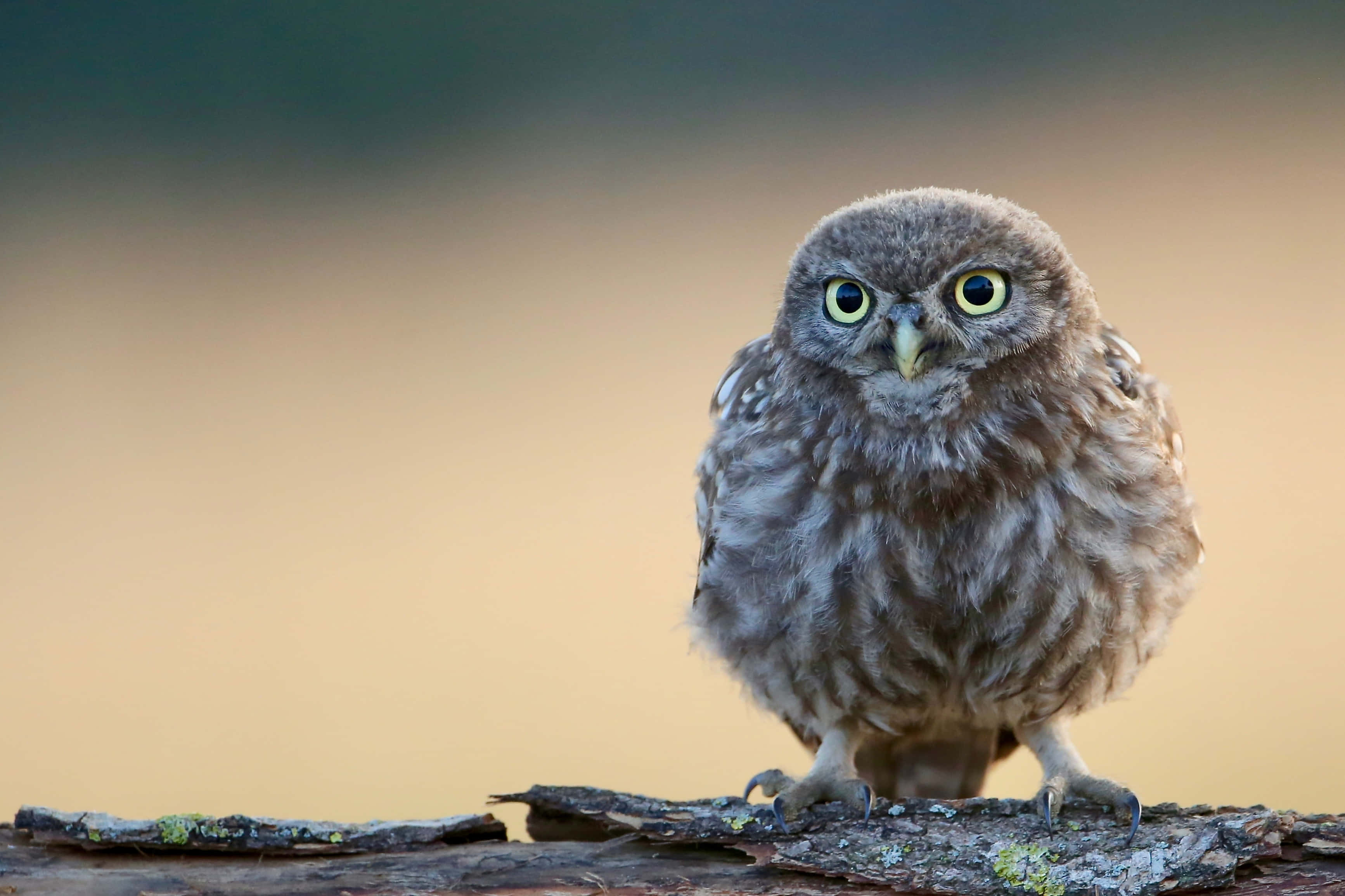 Búho adorable posado en una rama bajo la luz de la luna Fondos de pantalla