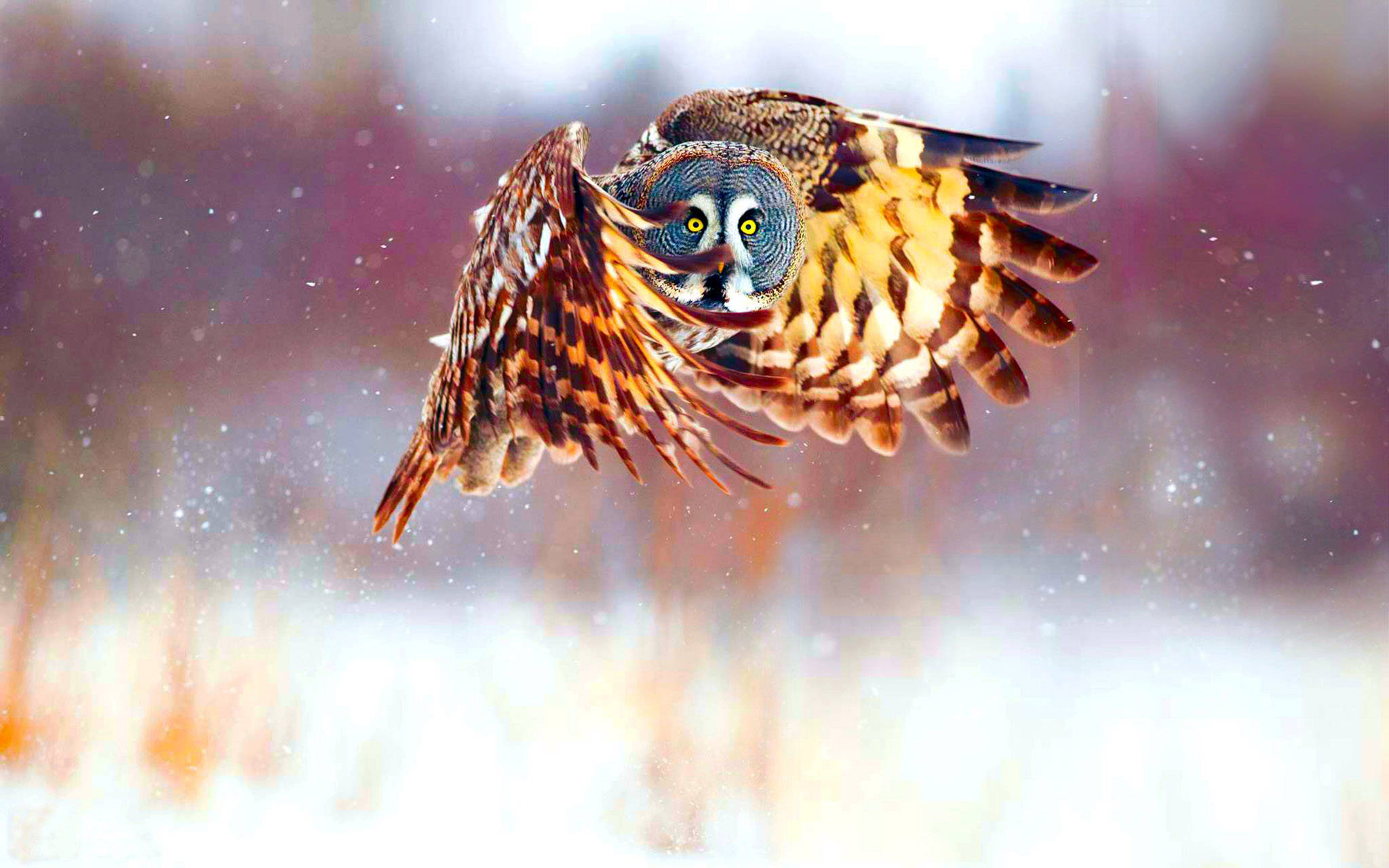 Búho lindo en vuelo Fondos de pantalla