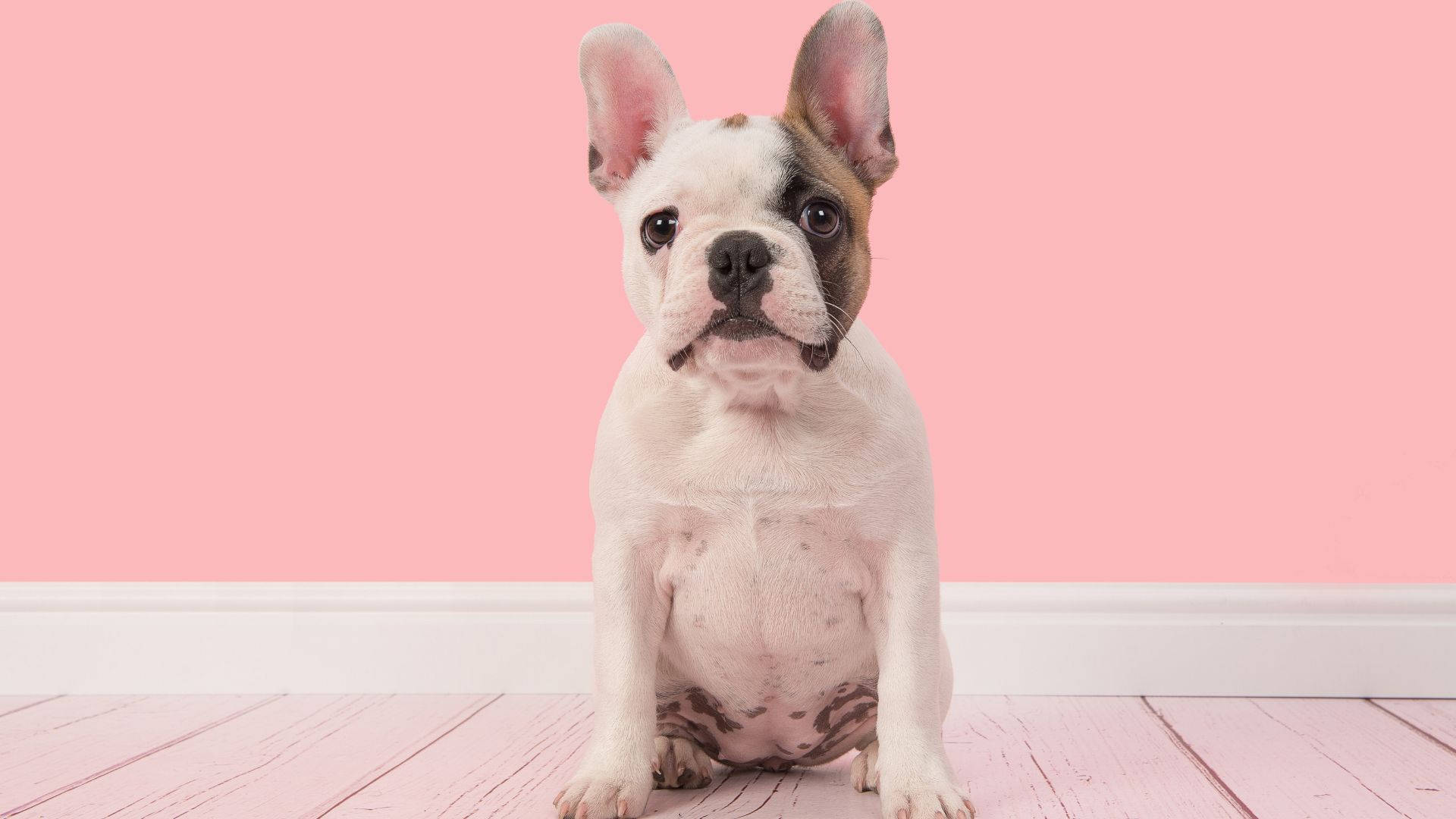 Bulldog Francés Bebé en Habitación Rosa Fondos de pantalla