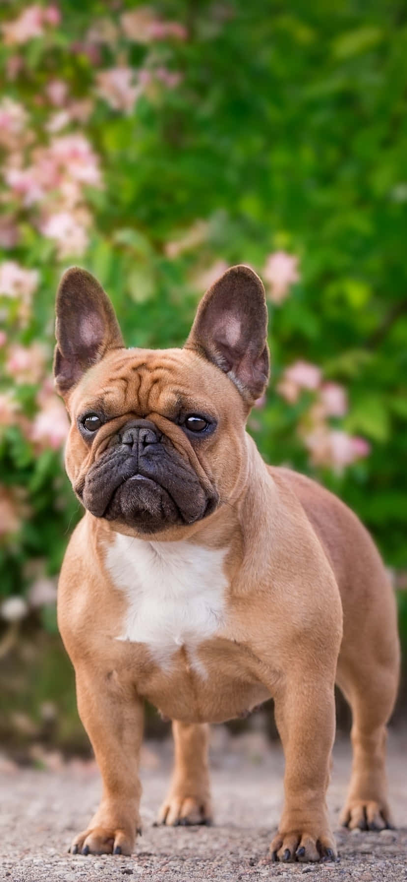 Bulldog francés en el parque Fondos de pantalla