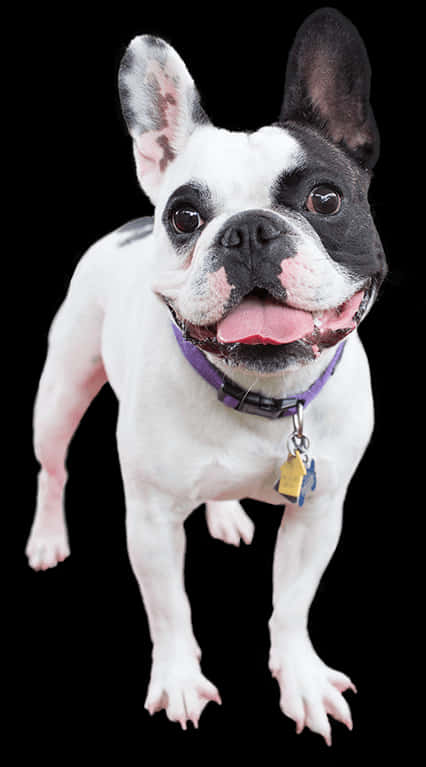 Bulldog Francés Feliz de Pie Fondos de pantalla