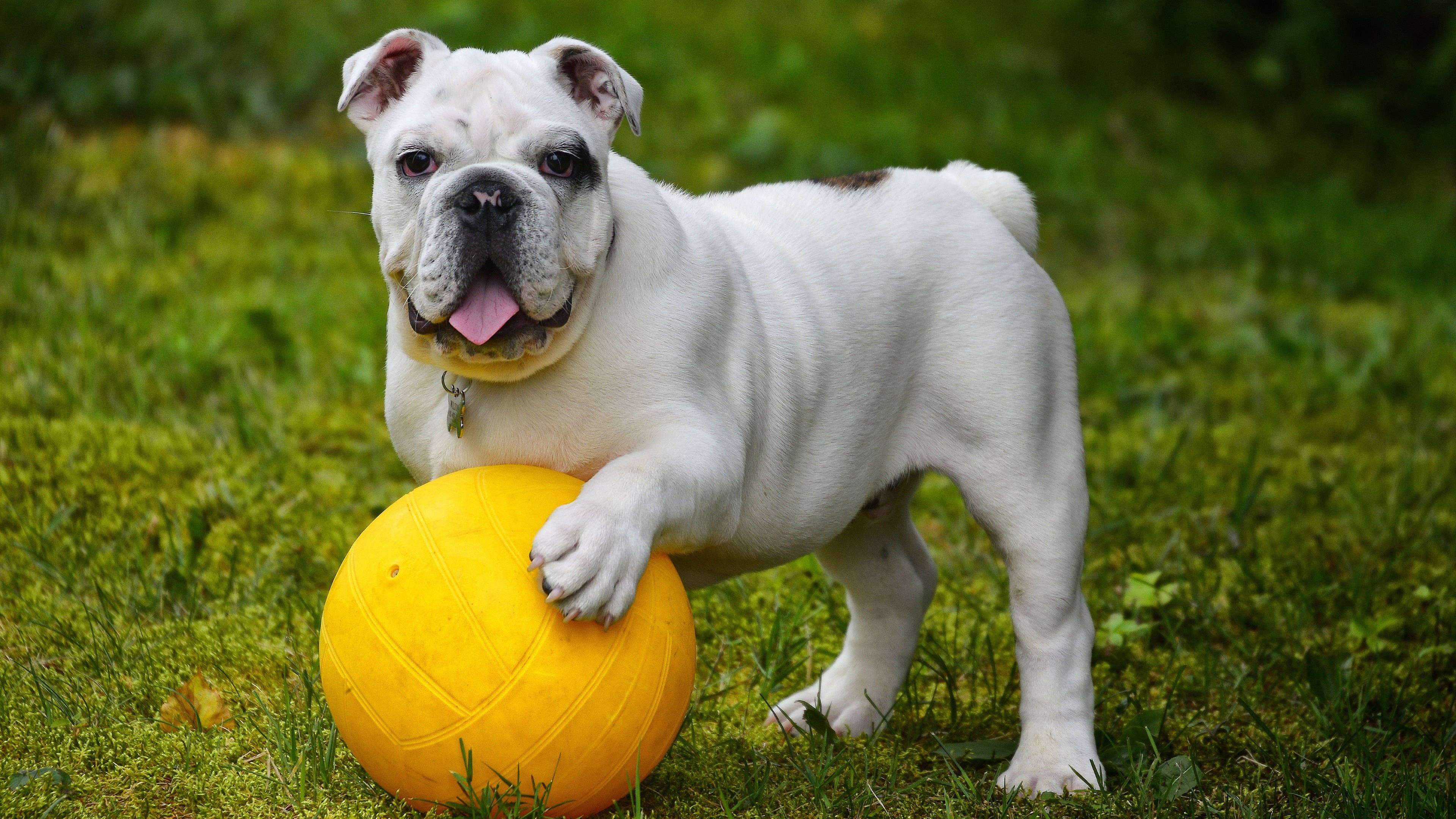 Bulldog Inglés con Pelota Fondos de pantalla