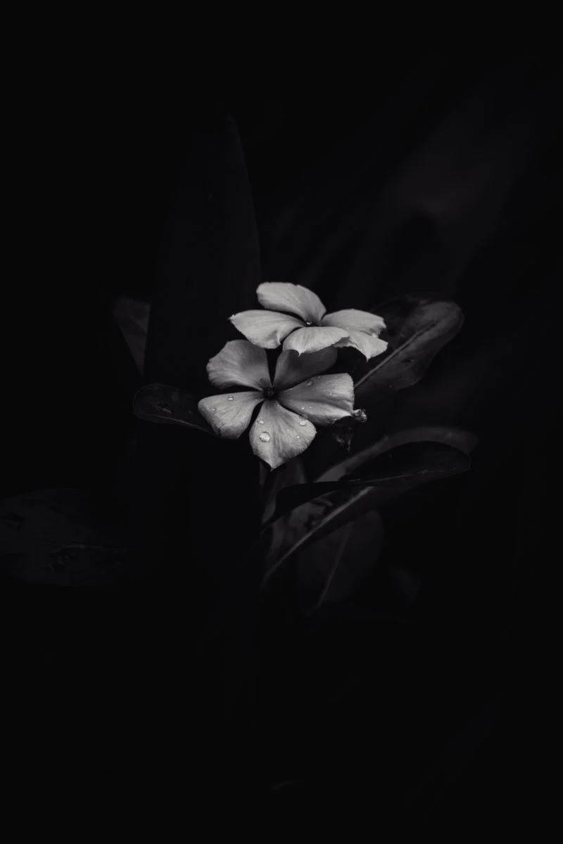 BW Frangipani iPhone Oscuro Fondos de pantalla