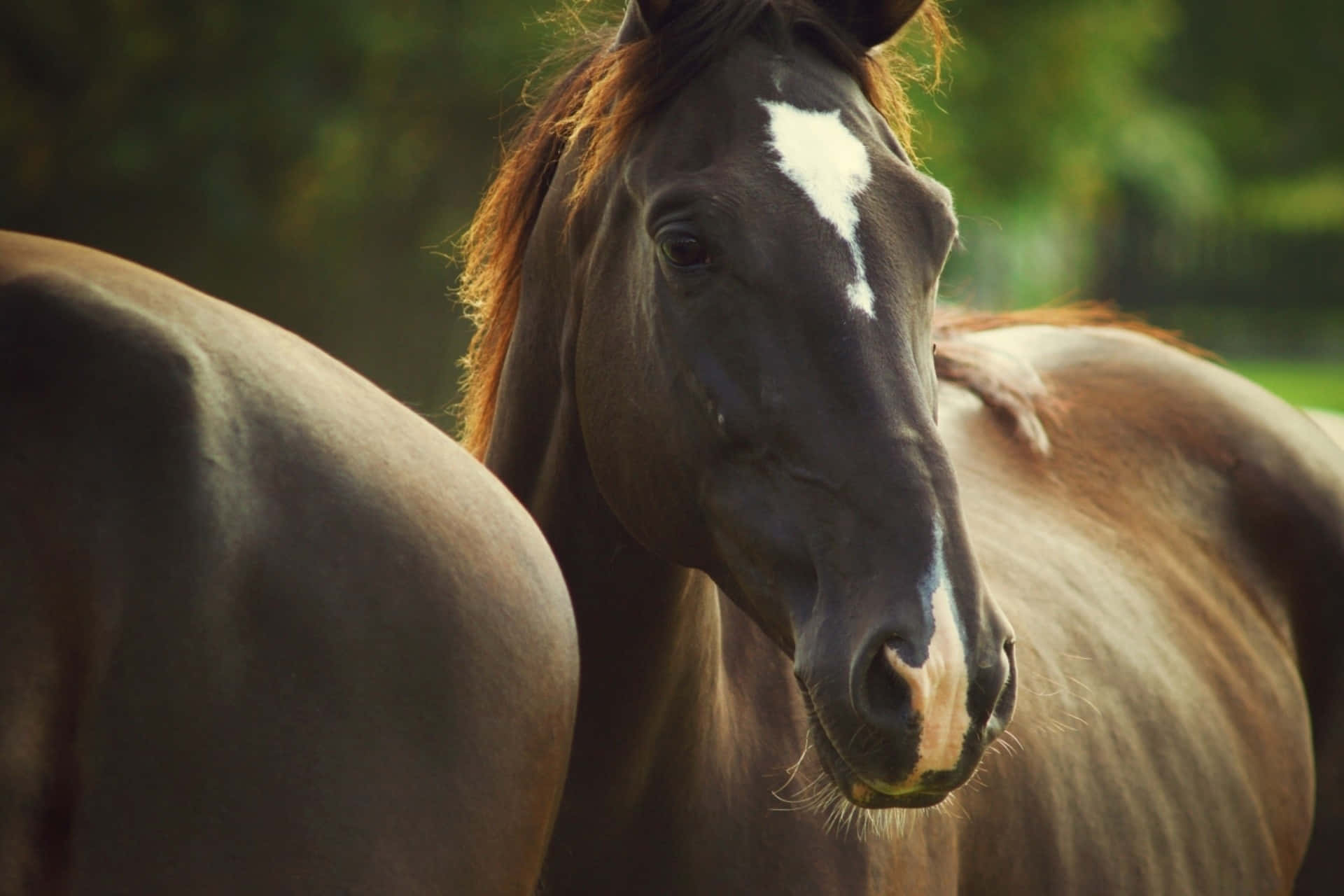 Caballo Blanco Adorable Fondos de pantalla