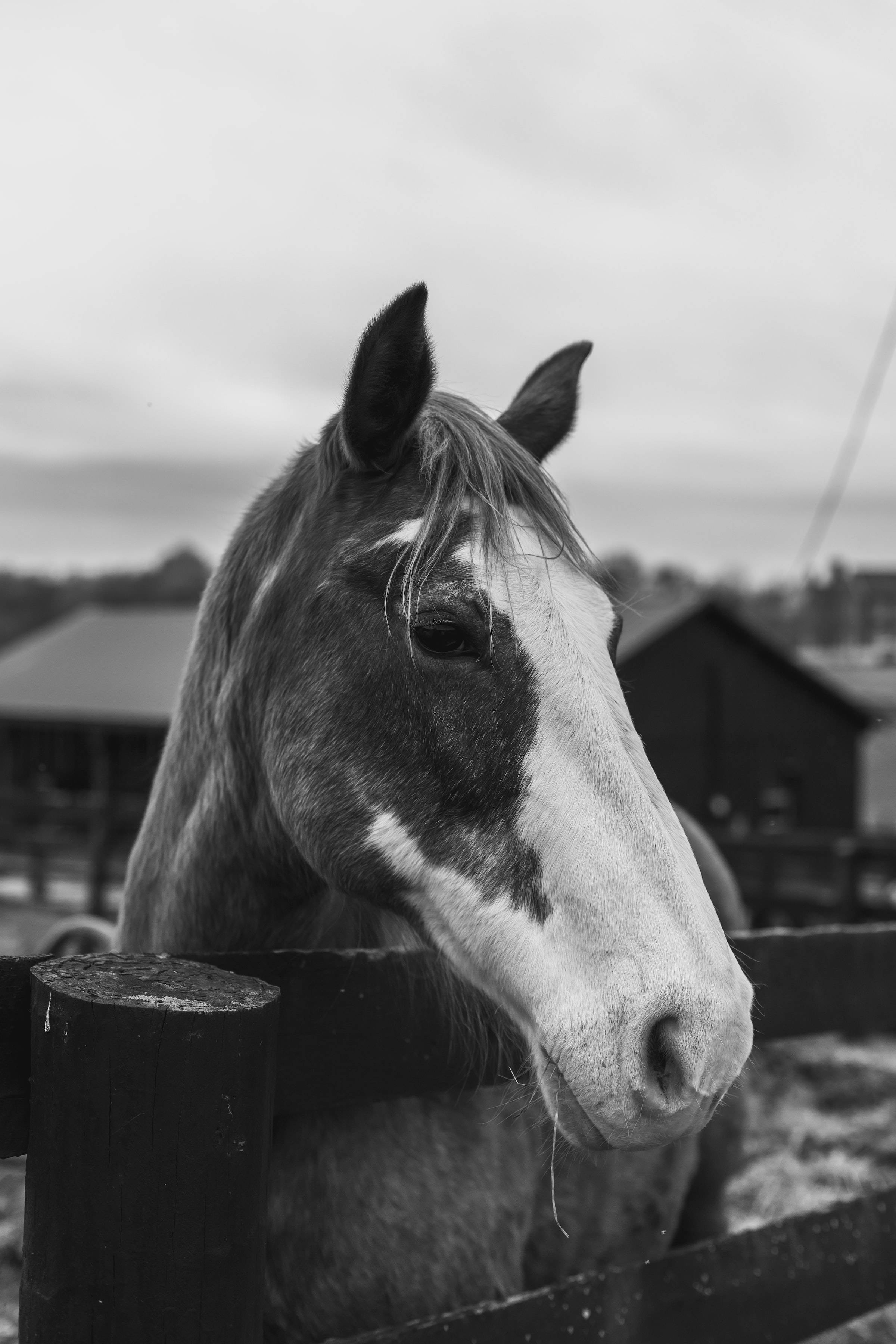 Caballo de Kentucky Central Fondos de pantalla