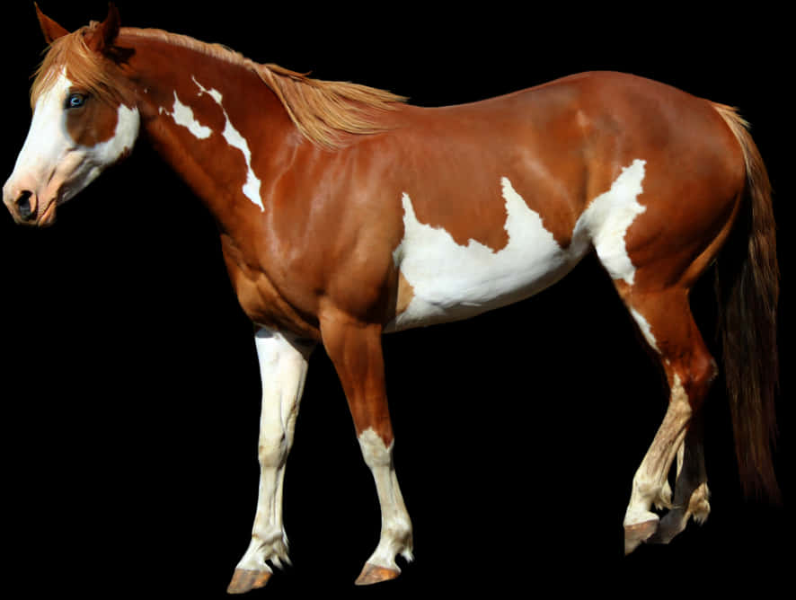 Caballo de pintura castaño de pie Fondos de pantalla