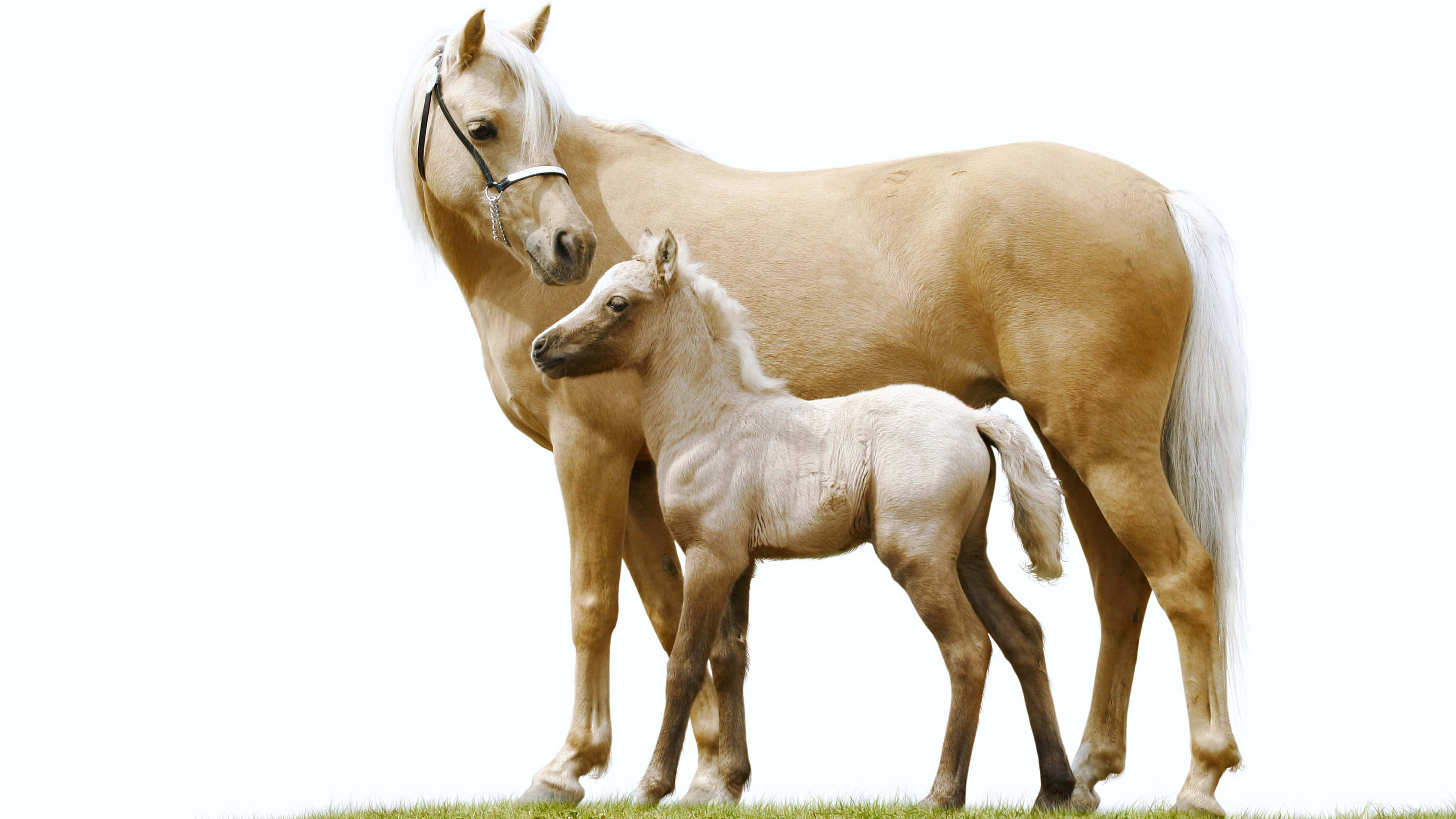 Caballo Dulce y Curioso Fondos de pantalla