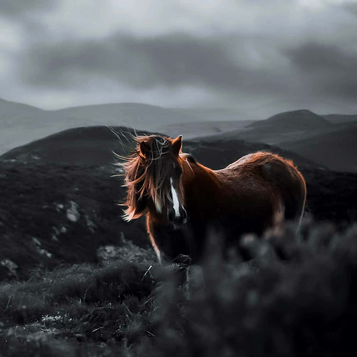 Caballo Esquivo Fondos de pantalla