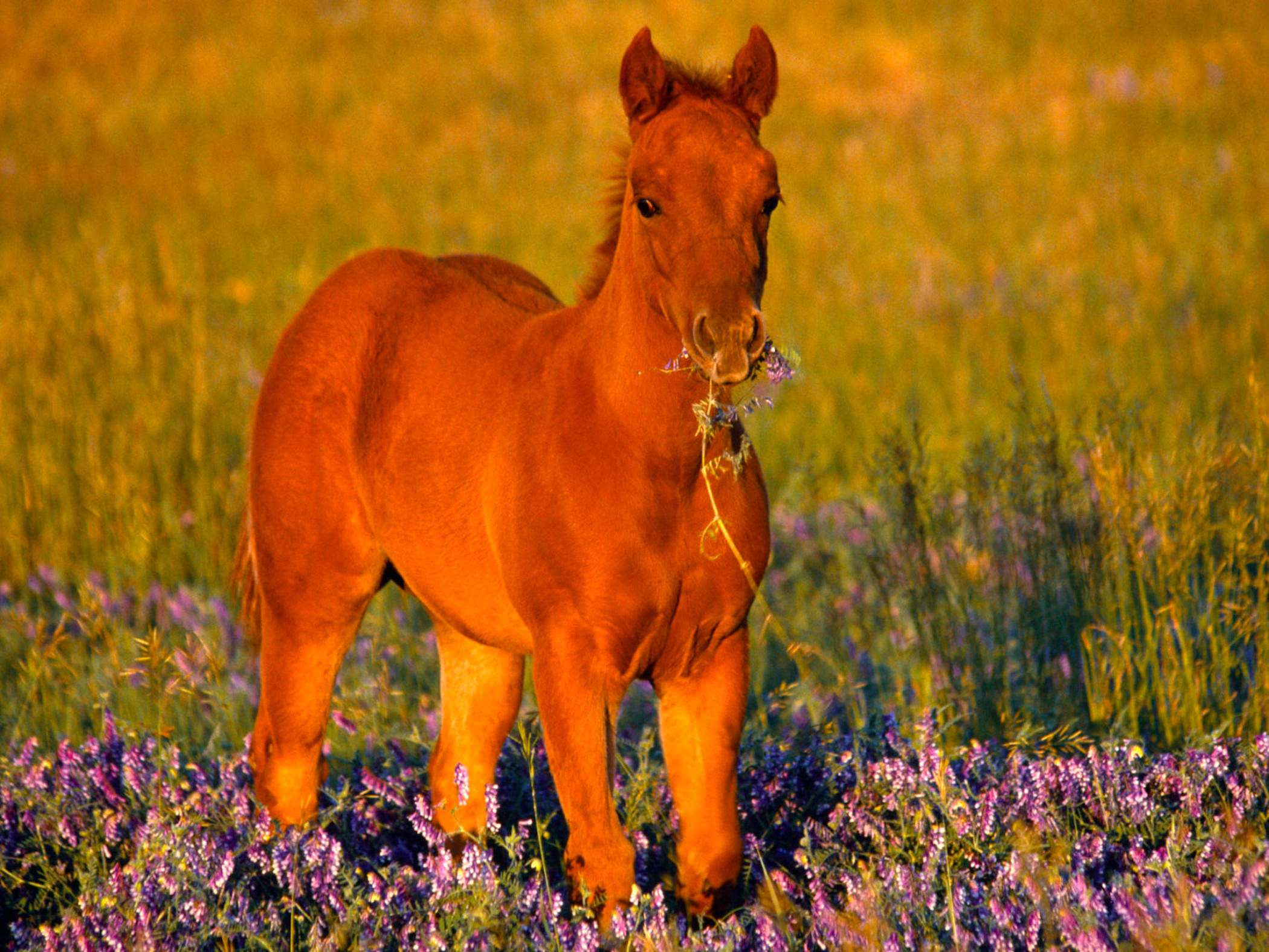 Caballo Lindo Alimentándose de Lavanda Fondos de pantalla